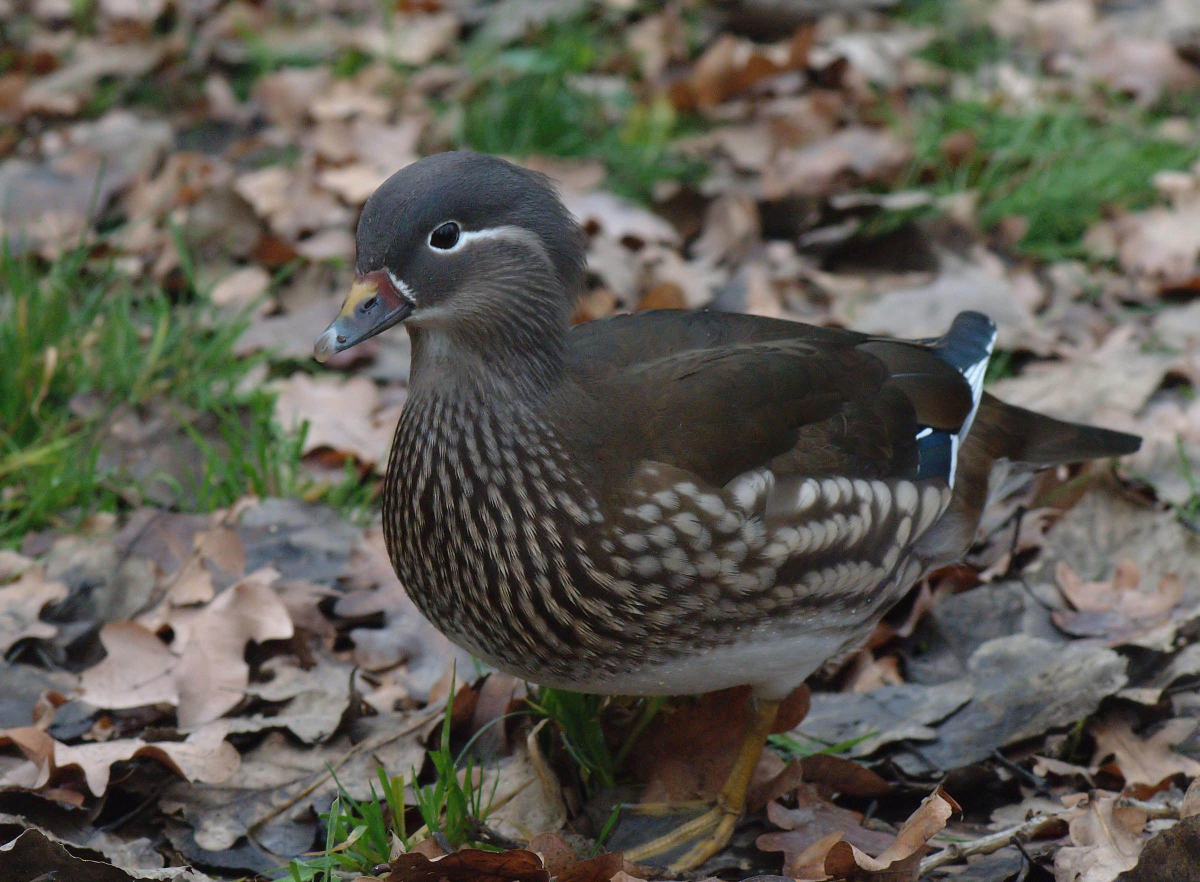 Anatra mandarina femmina