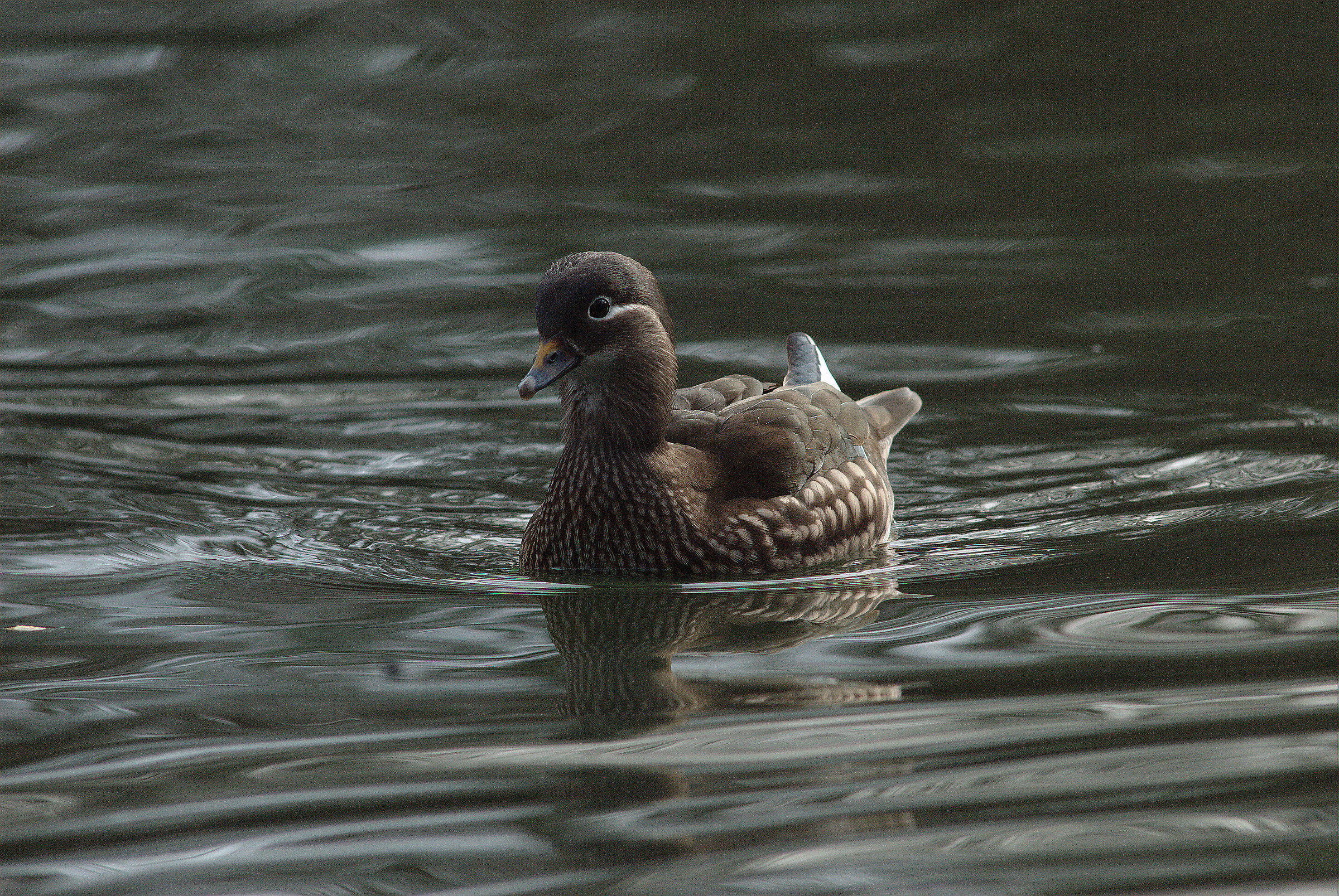 Anatra mandarina femmina