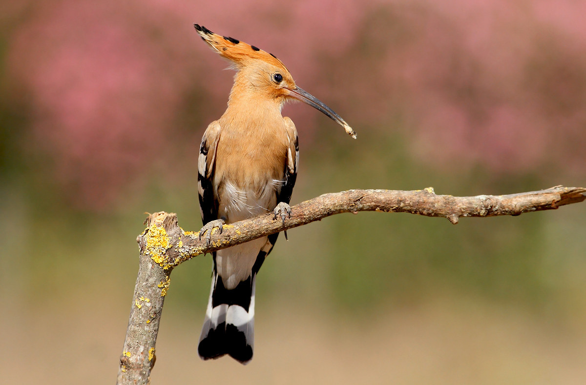 Hoopoe