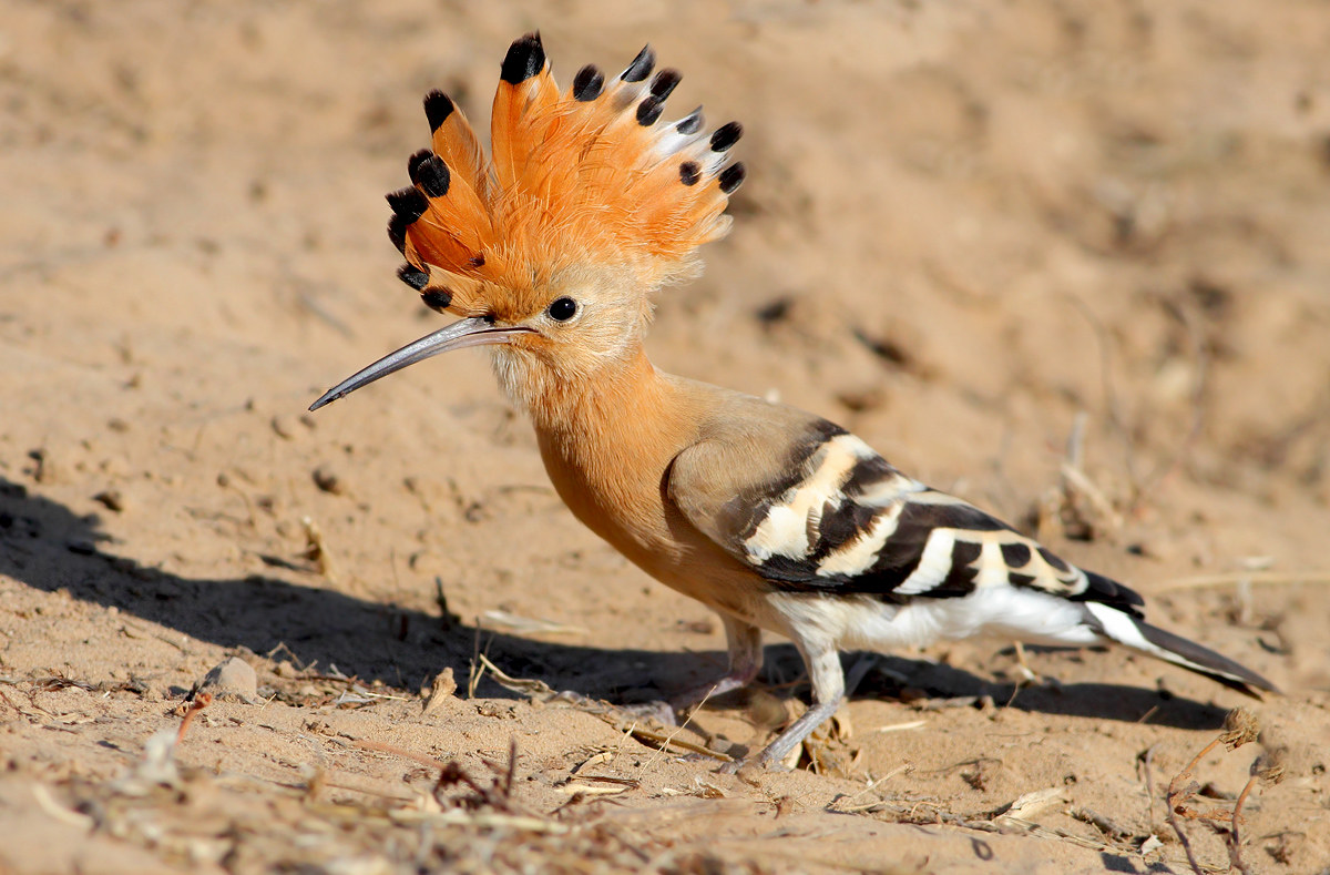 Hoopoe