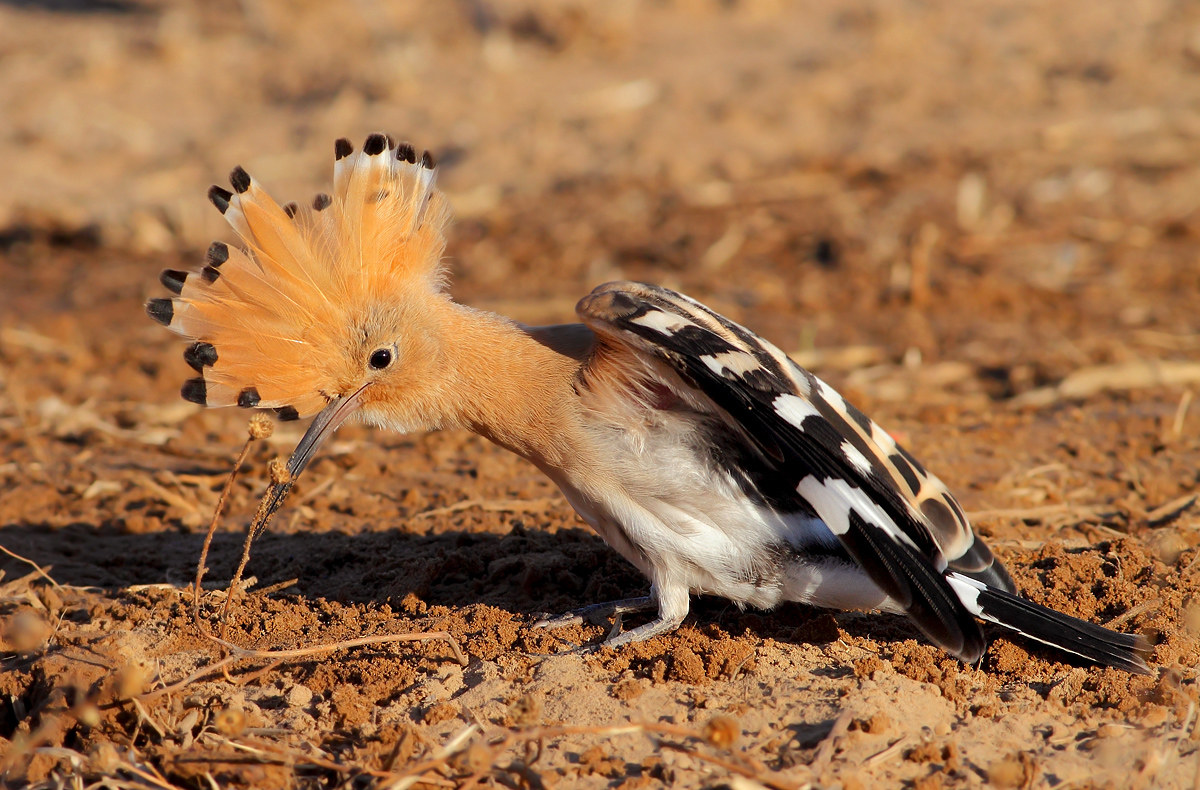 Hoopoe