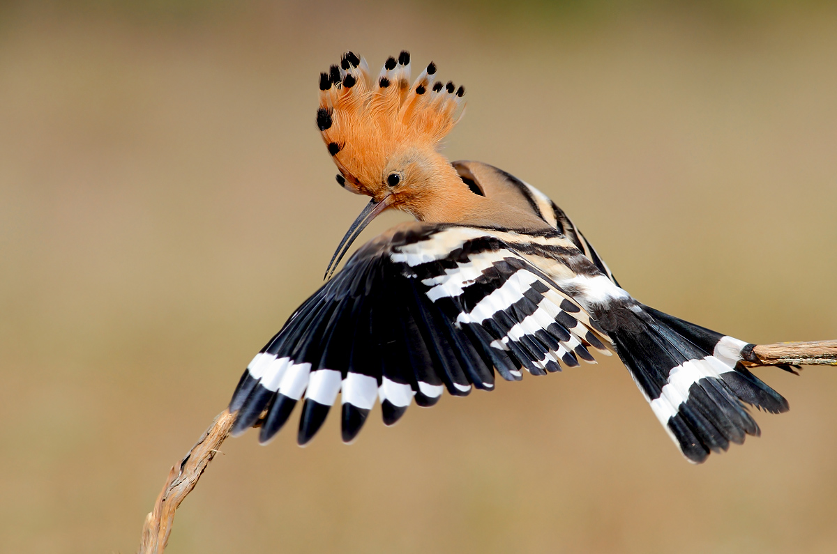 Hoopoe