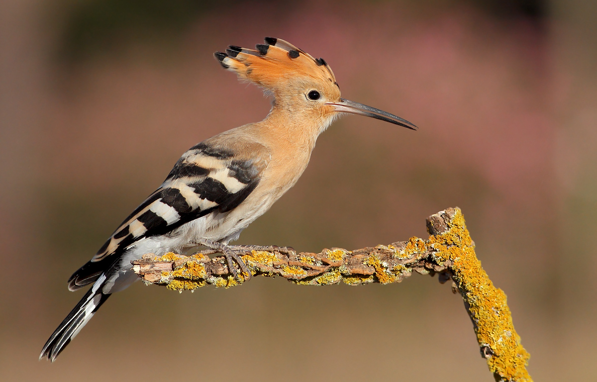 Hoopoe