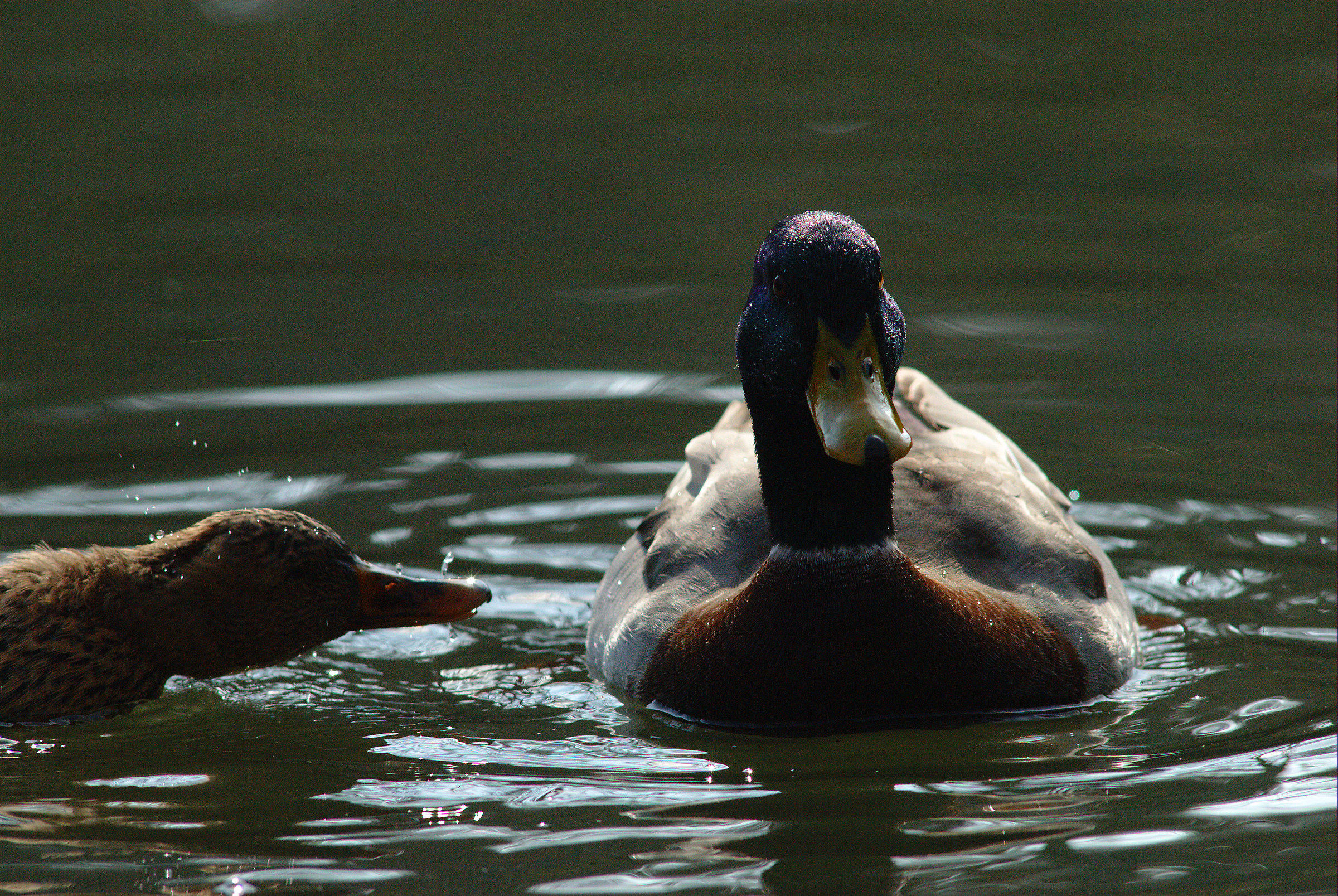 Germano reale maschio