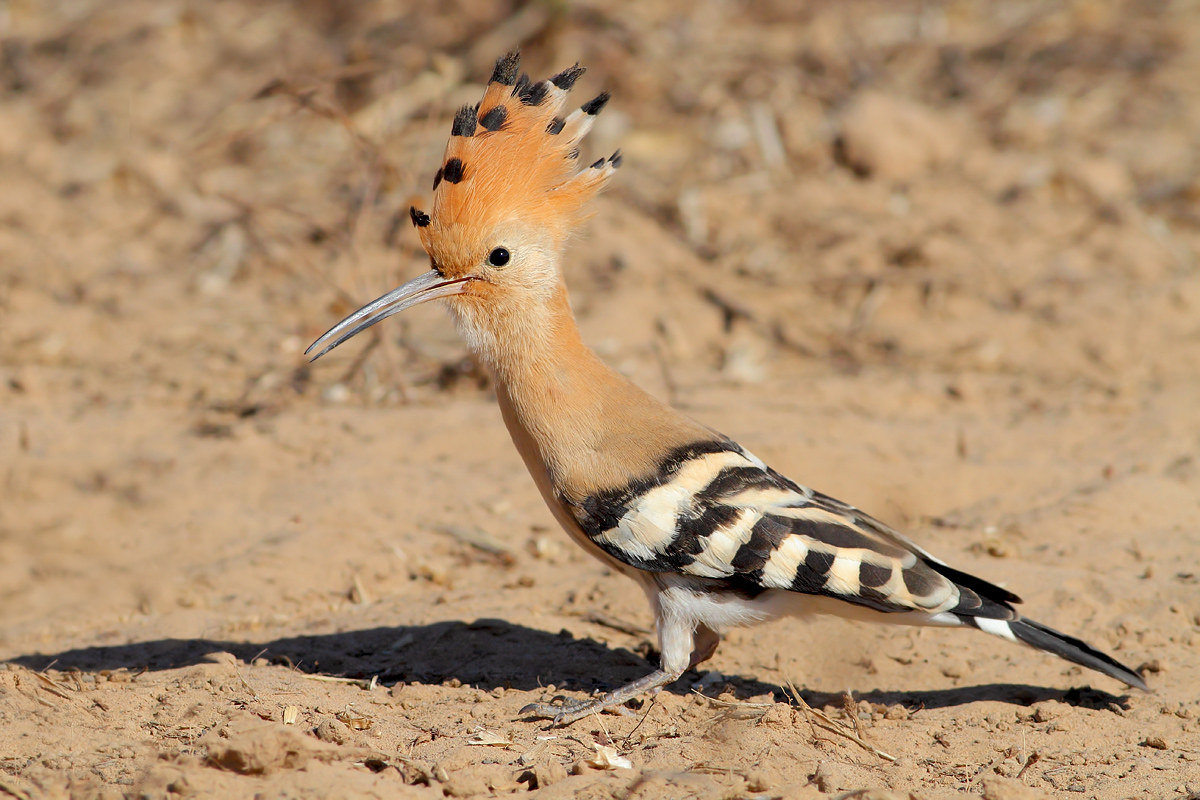 Hoopoe