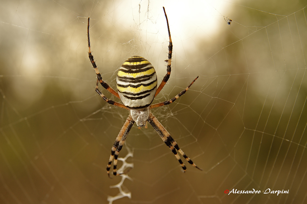 Argiope bruennichi