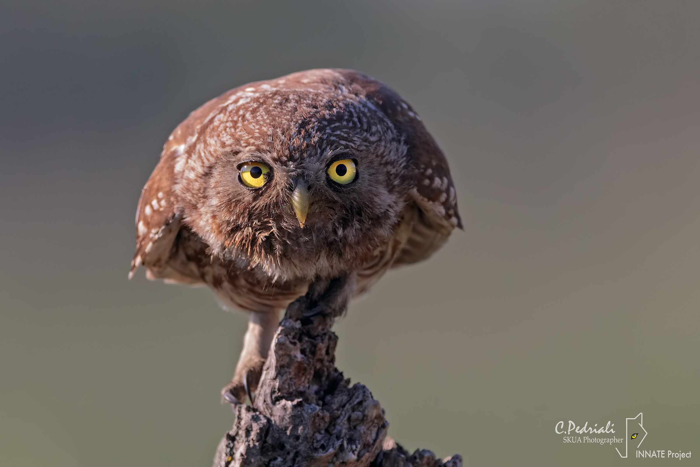 I see you ... (Athena noctua)