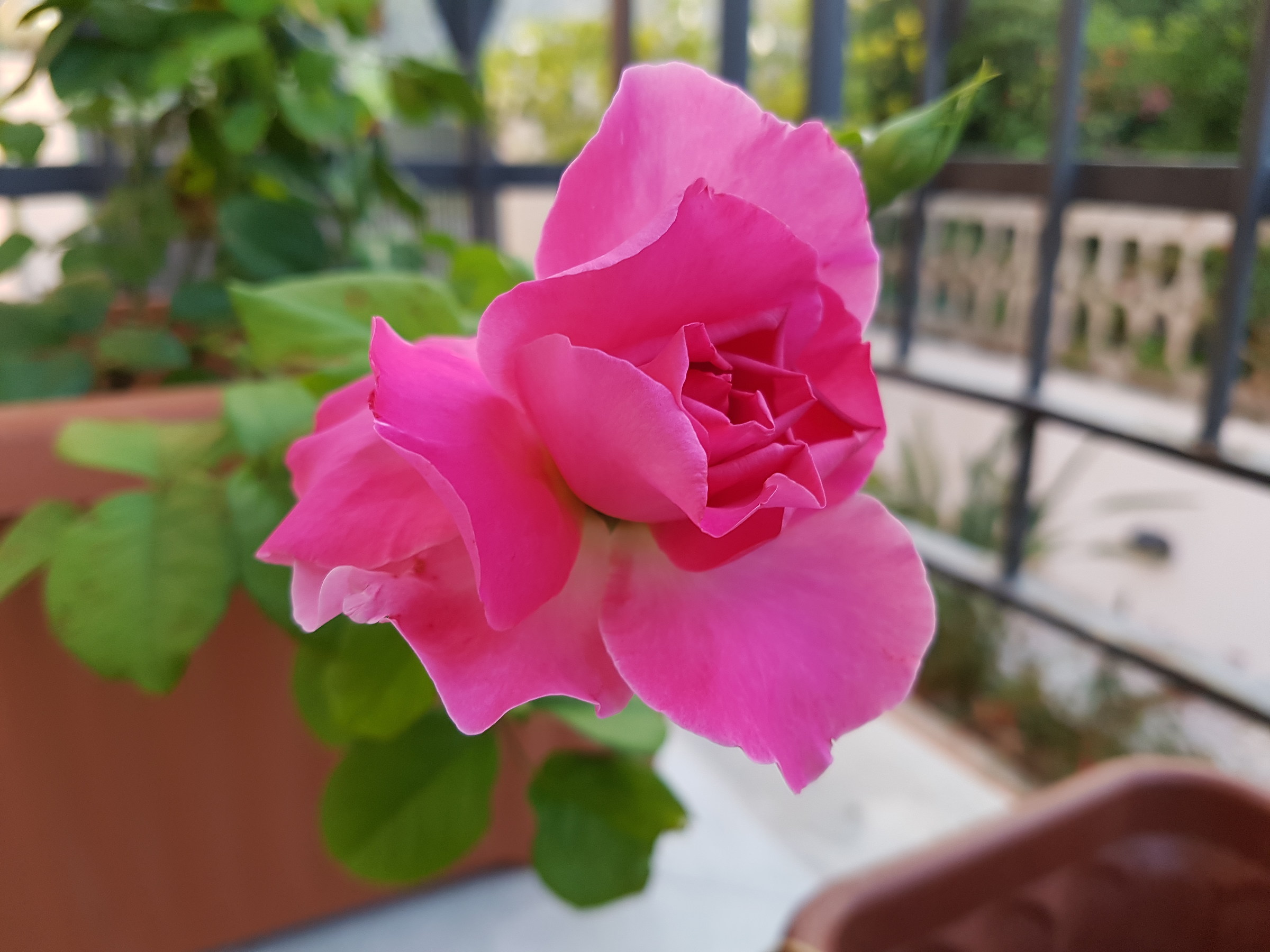 A Pink Rose ...