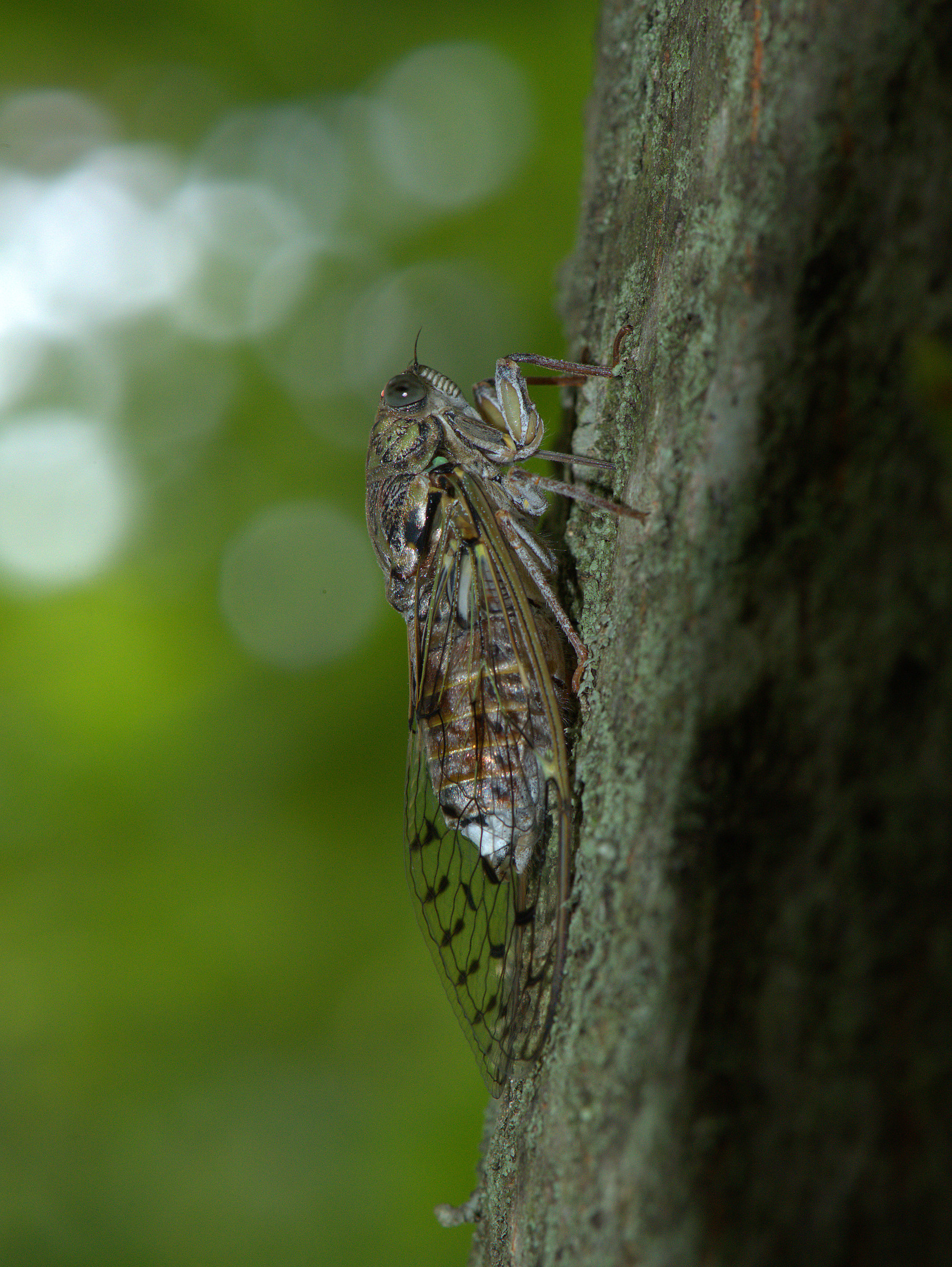 Cicada