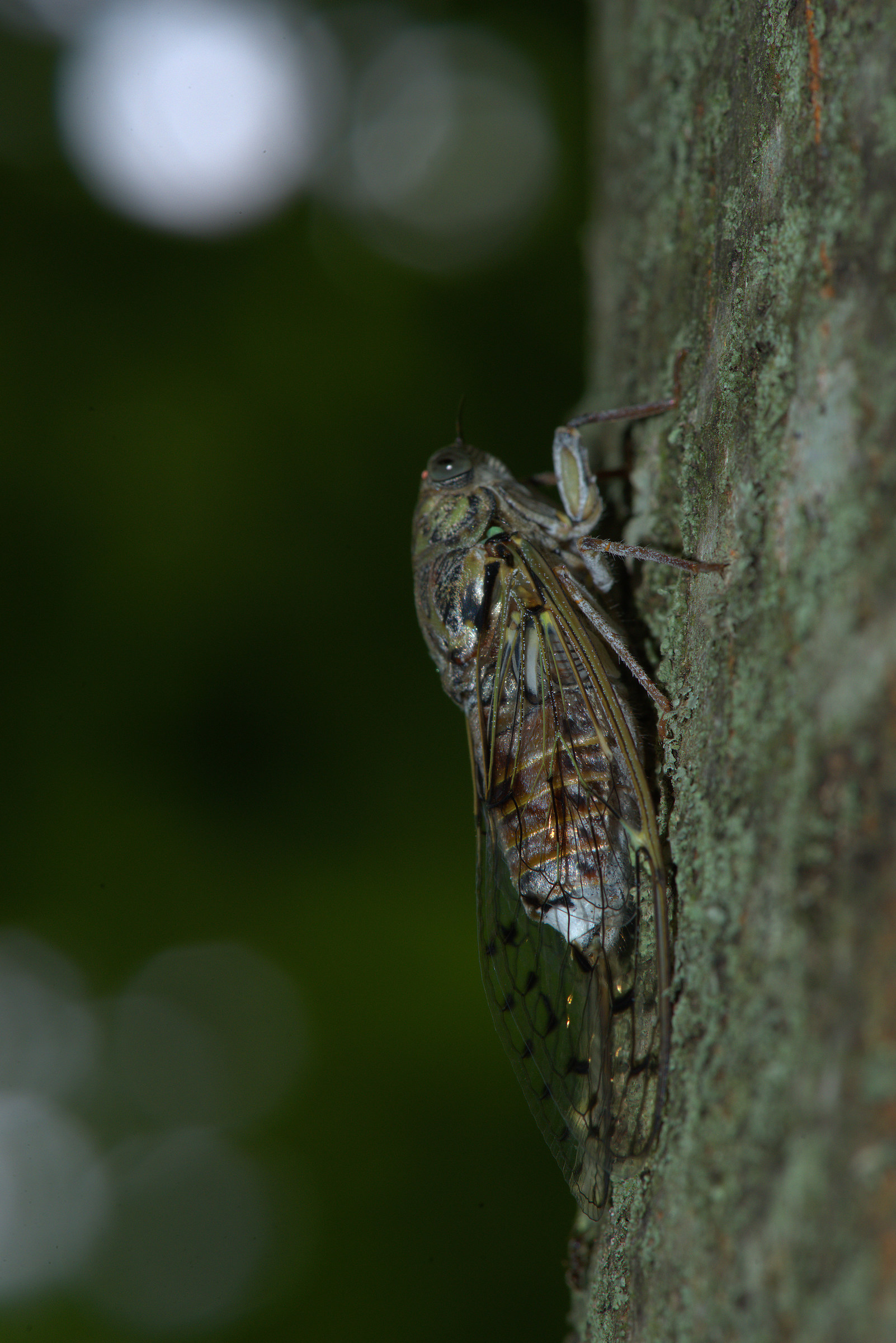 Cicada