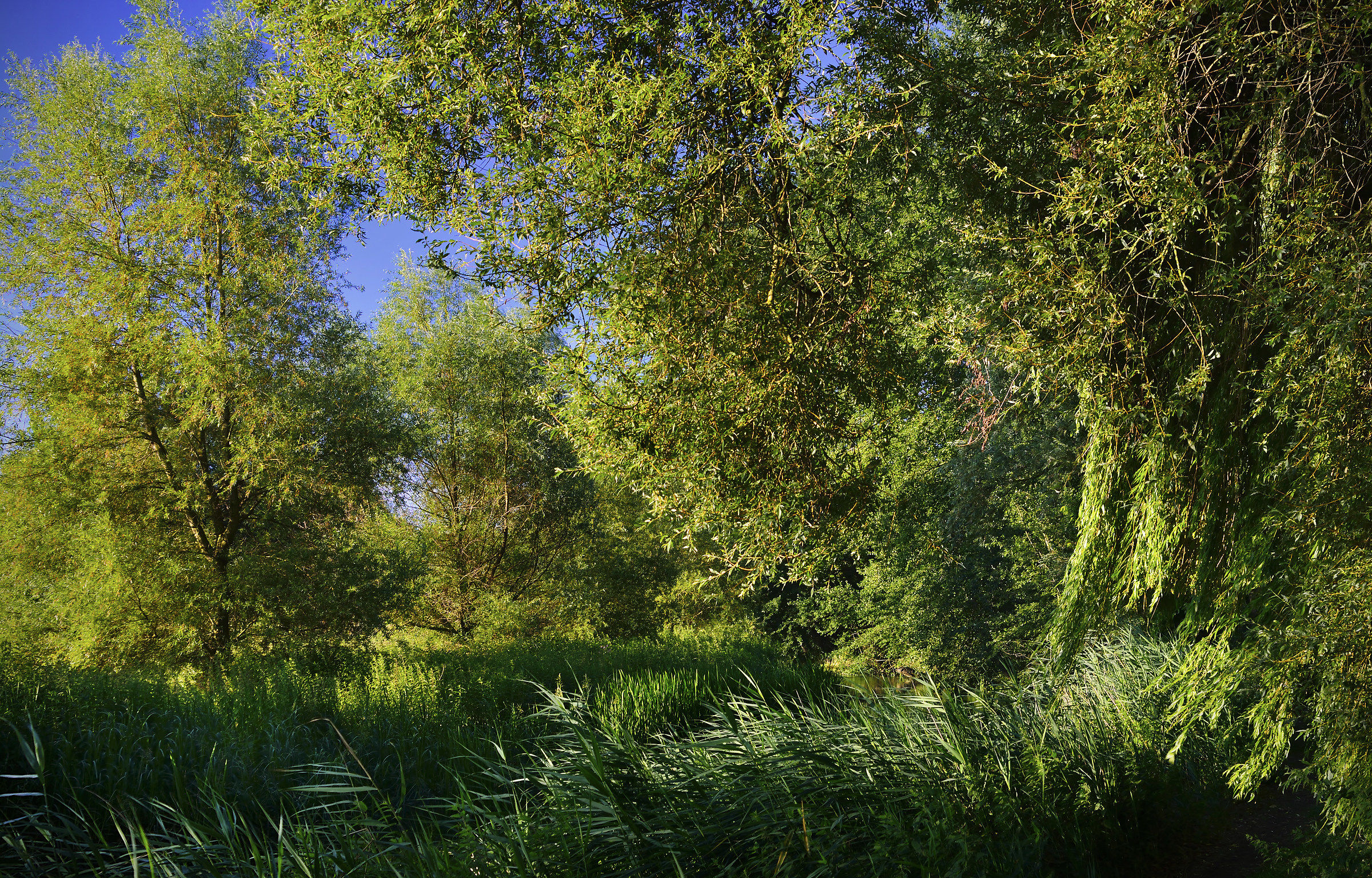 So Green! (A Jungle in England)
