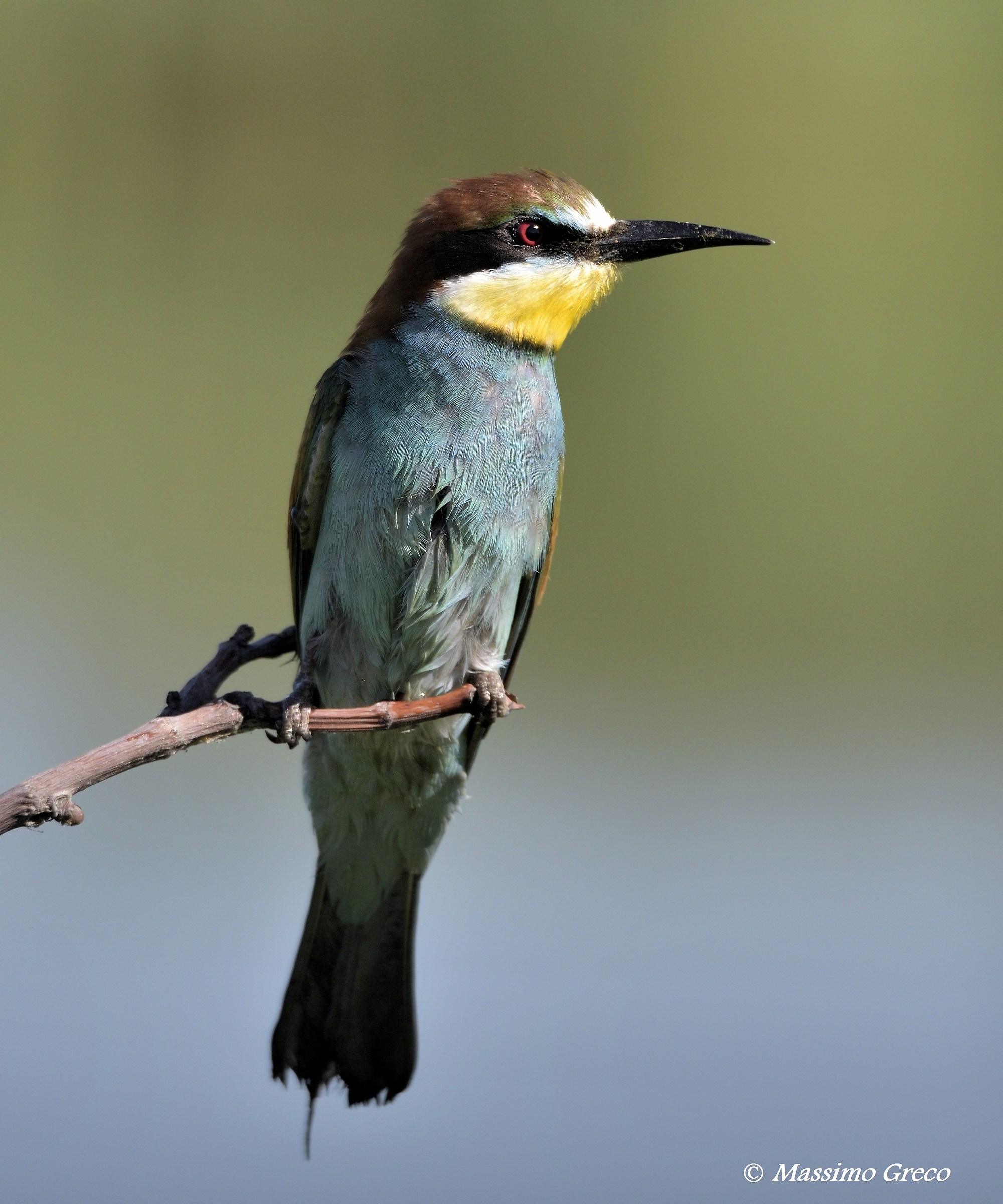 Bee eater