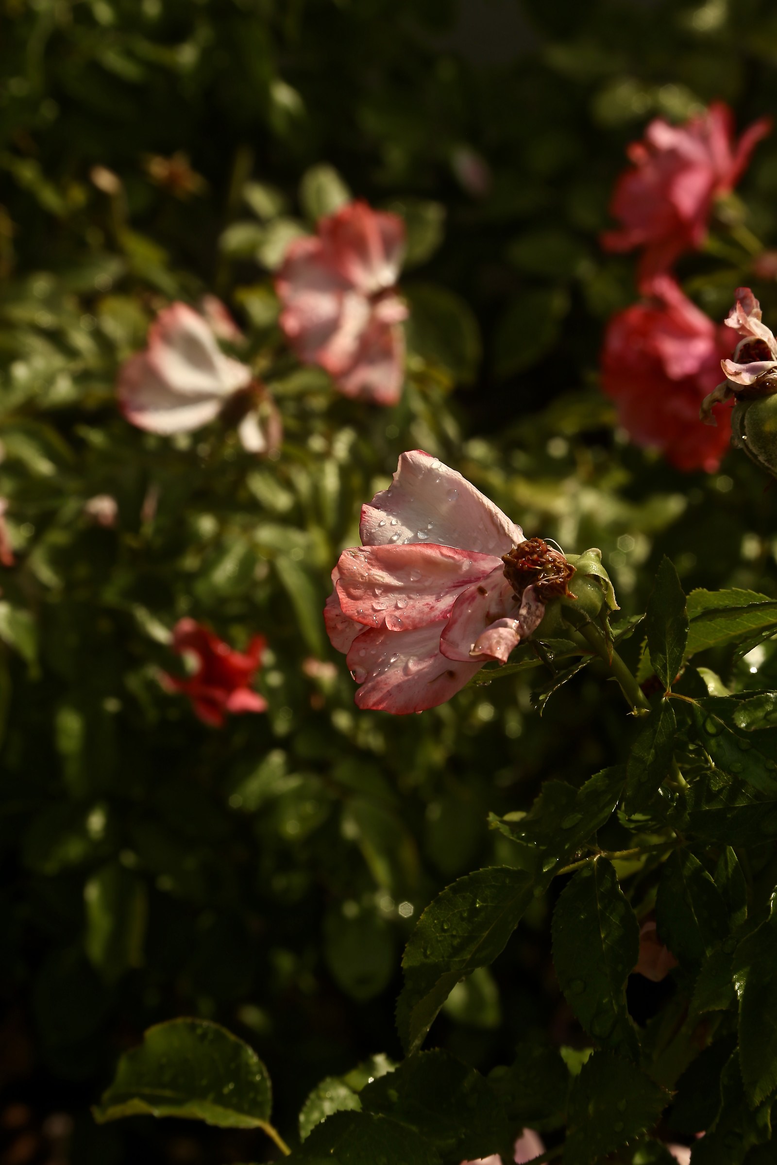 Rosa del mio giardino.