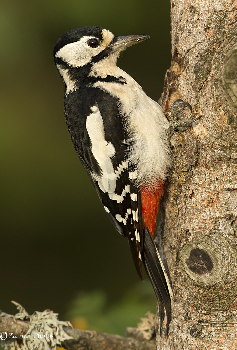 Woodpecker