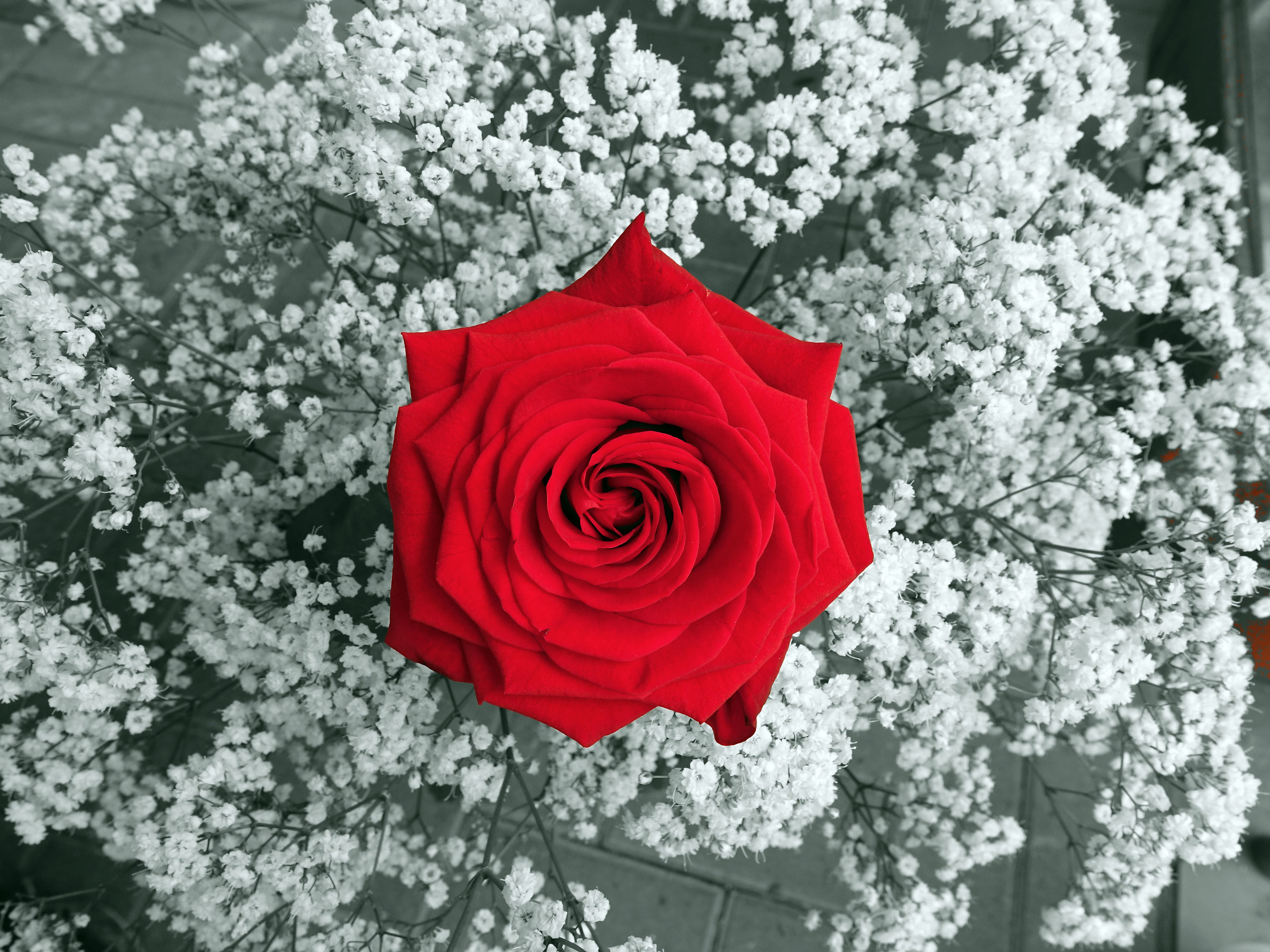 Rose and flower flowers