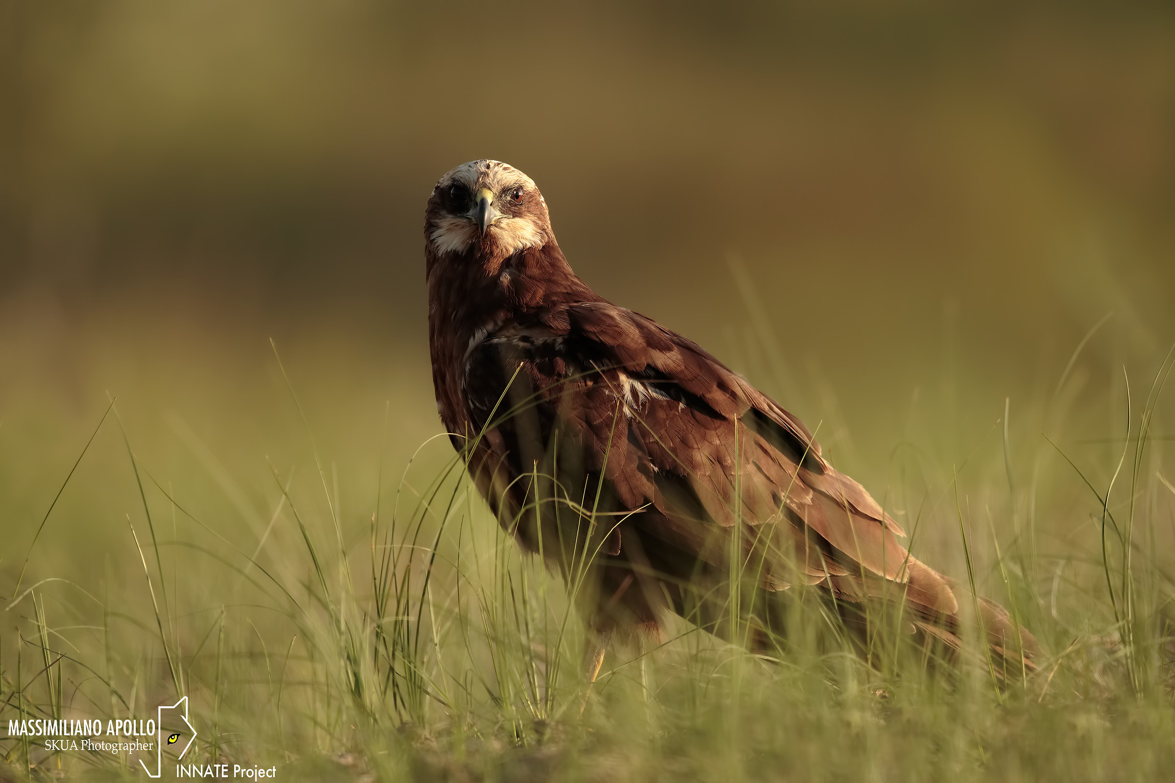 First Light Marshal Falcon ...