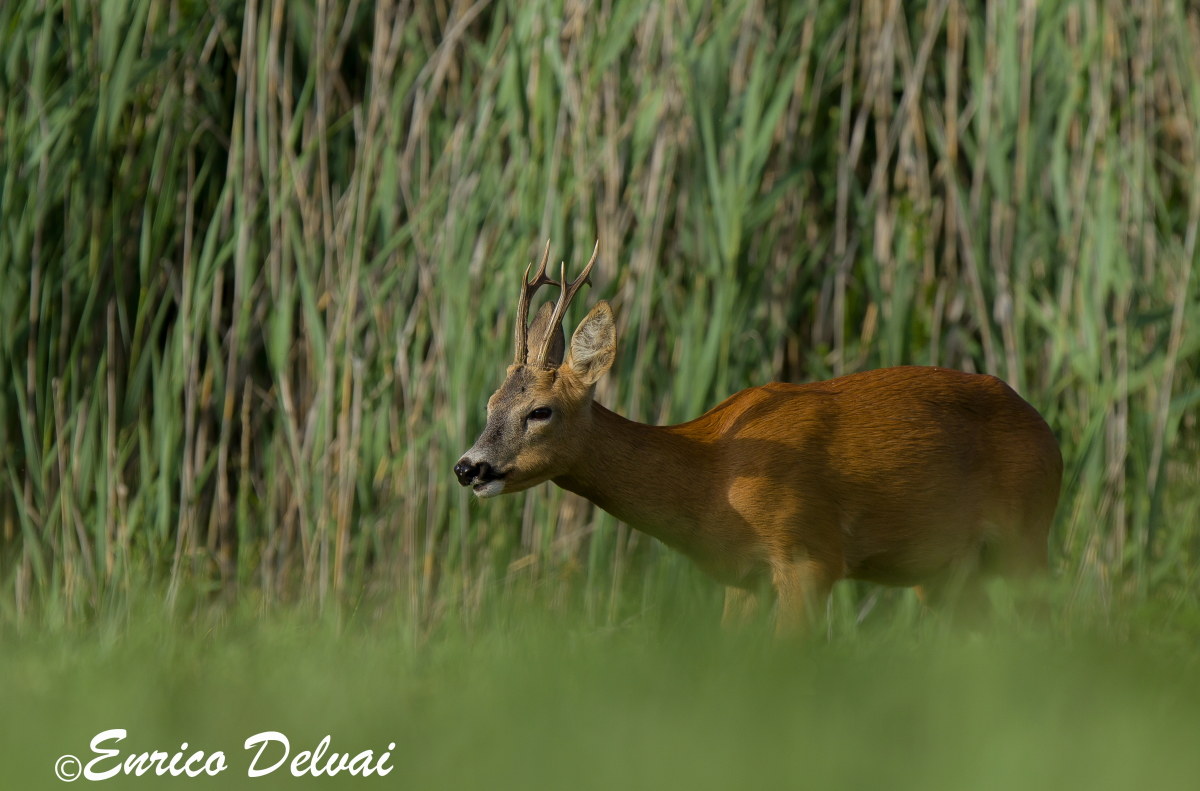 That gave me a lawn ...