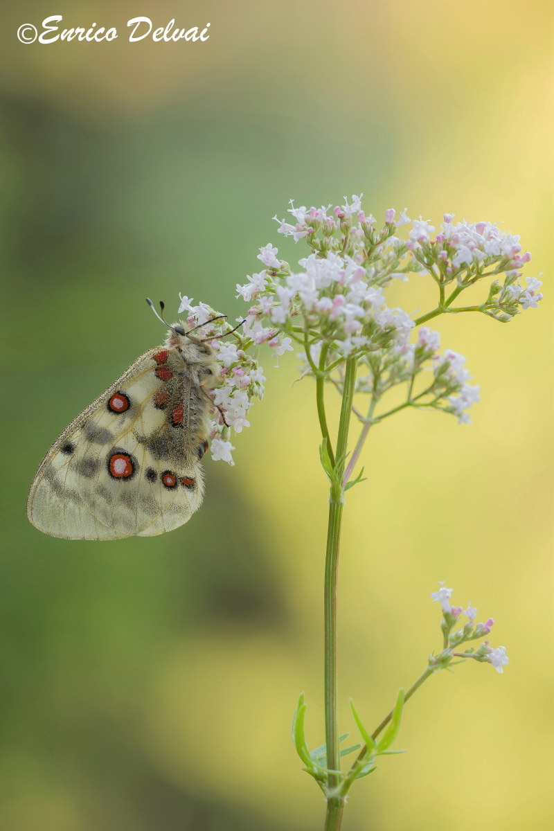The beautiful apollo ...