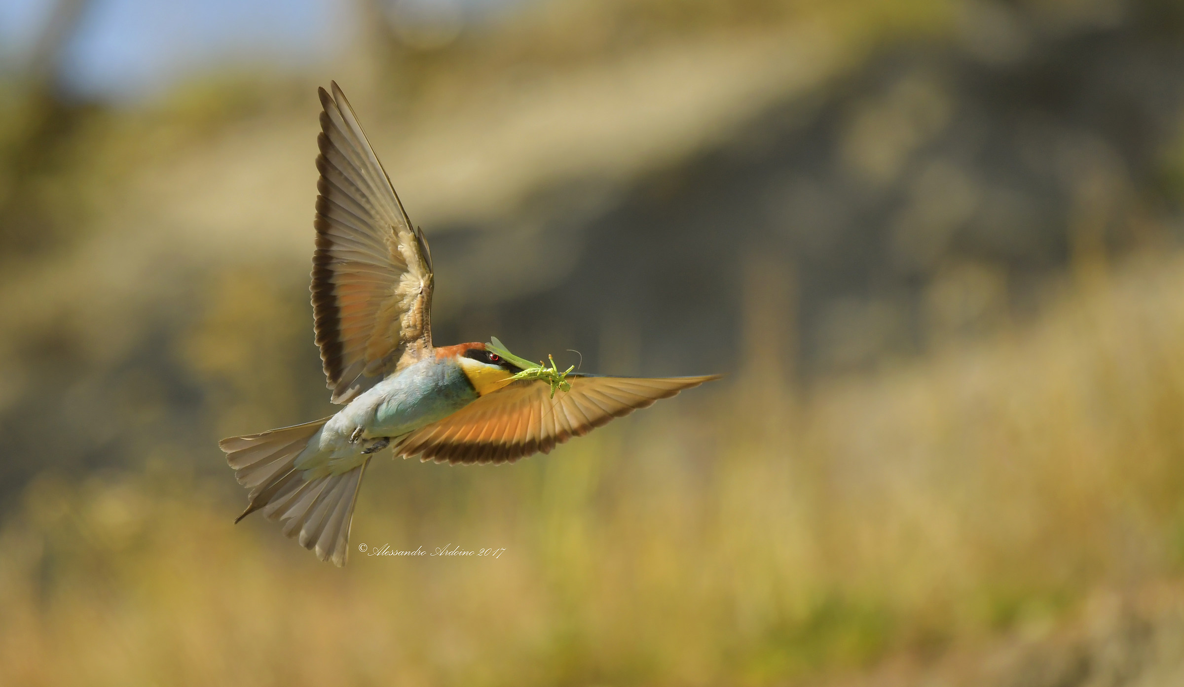 European Bee-eater