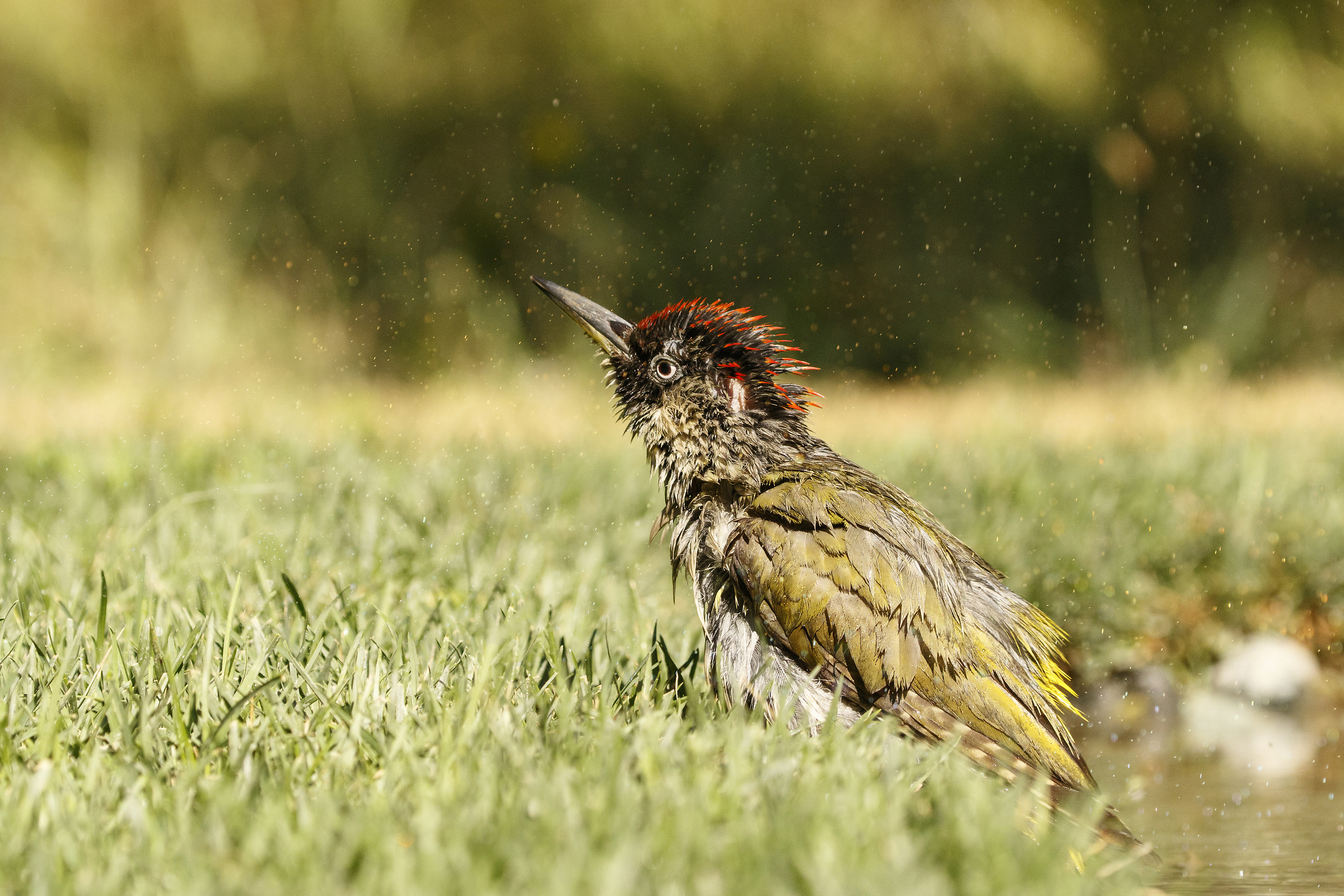 The shake of the green woodpecker