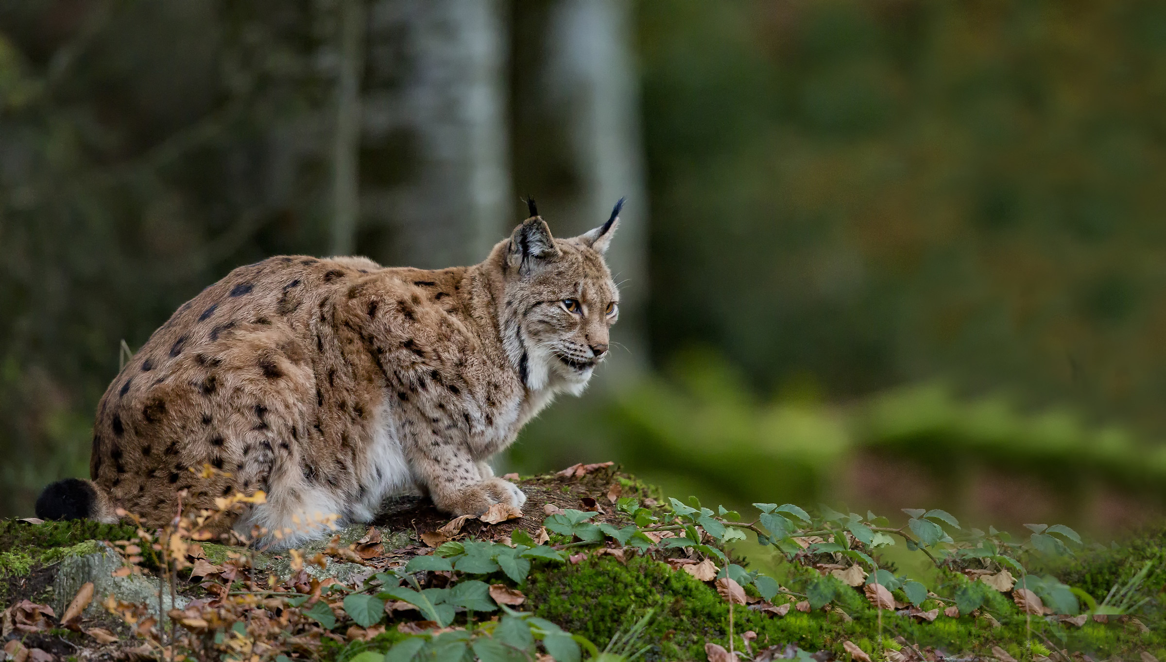 Lynx