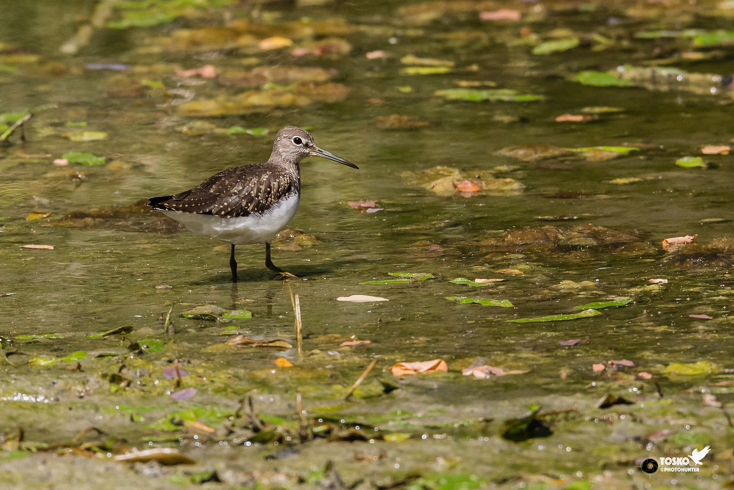 Piro-piro culbianco in the pasture