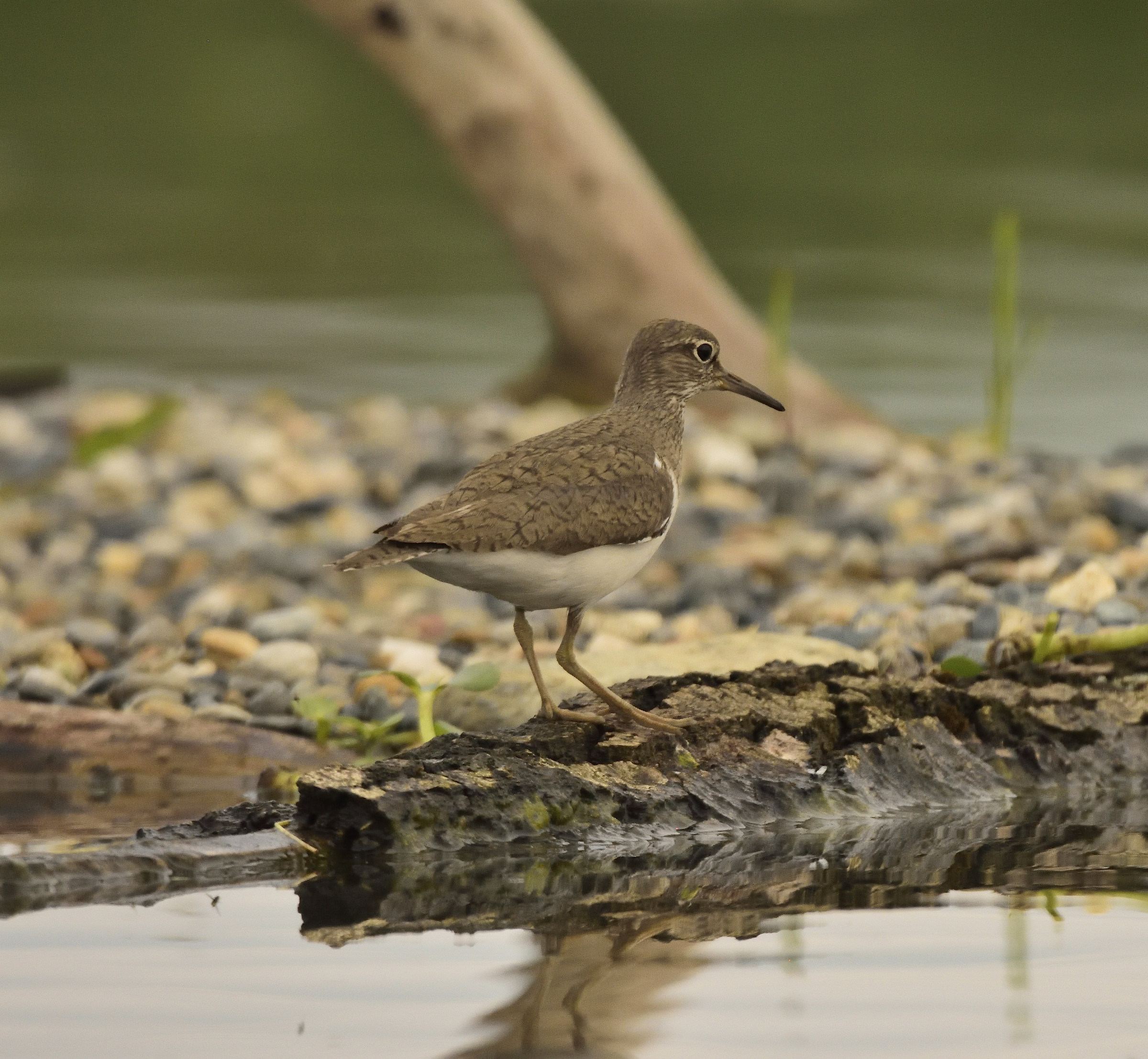 I'm undecided between piro piro and small courier