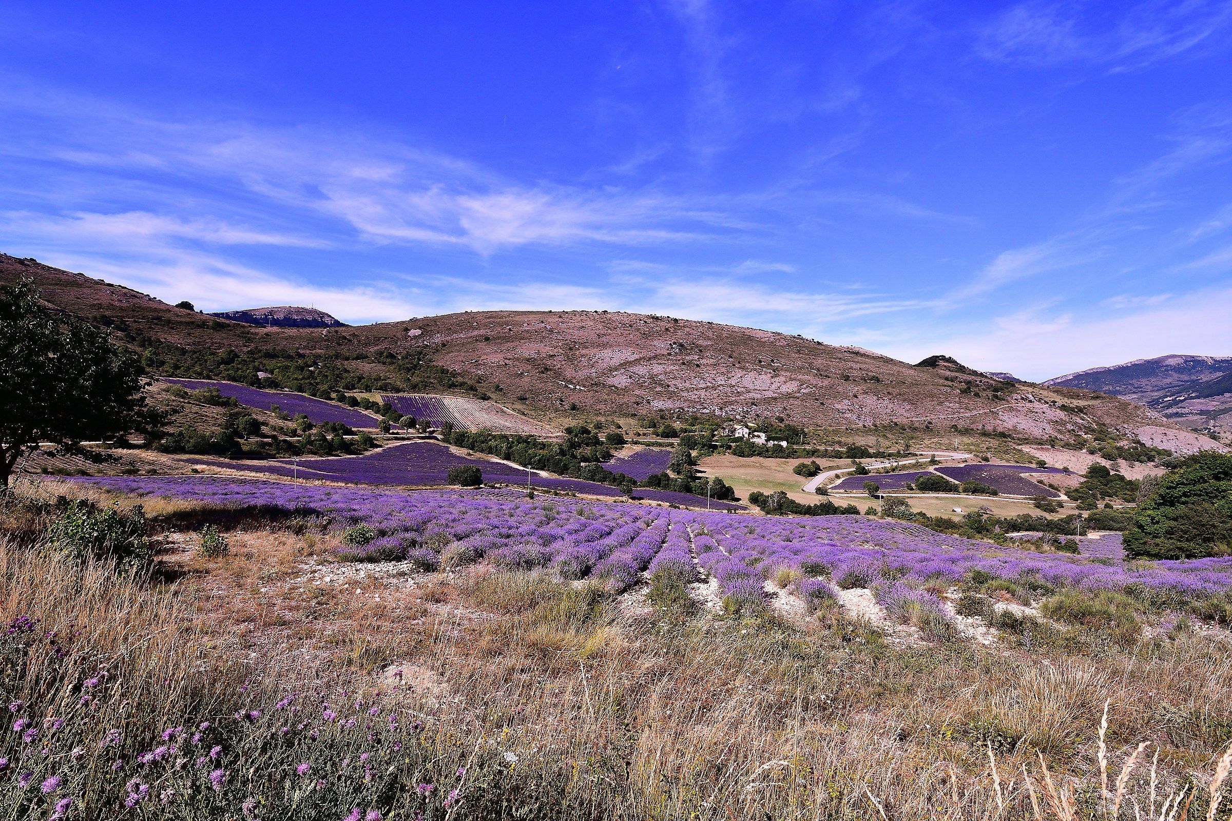 Panorama lavanda