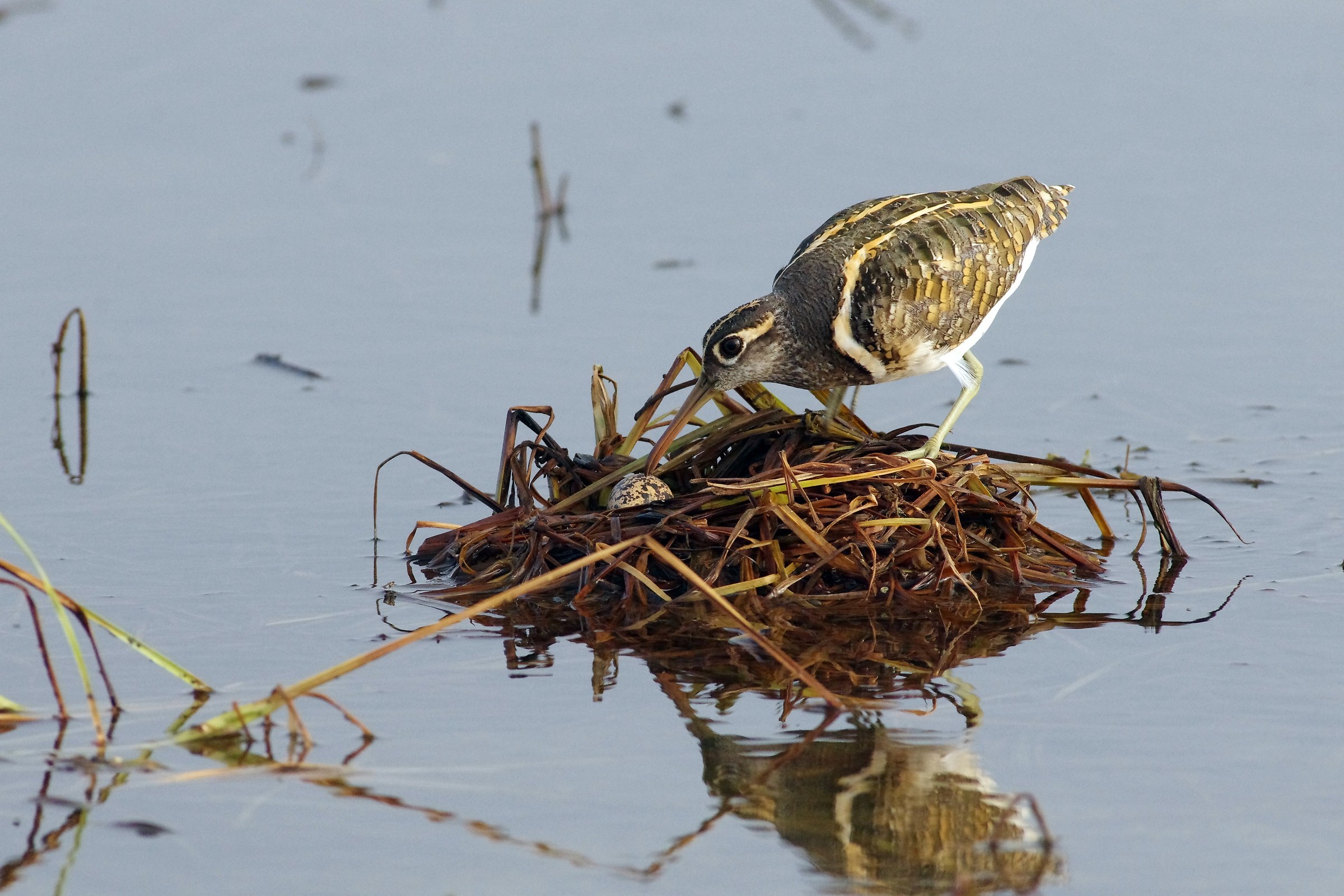 Maggiore verniciato-Snipe