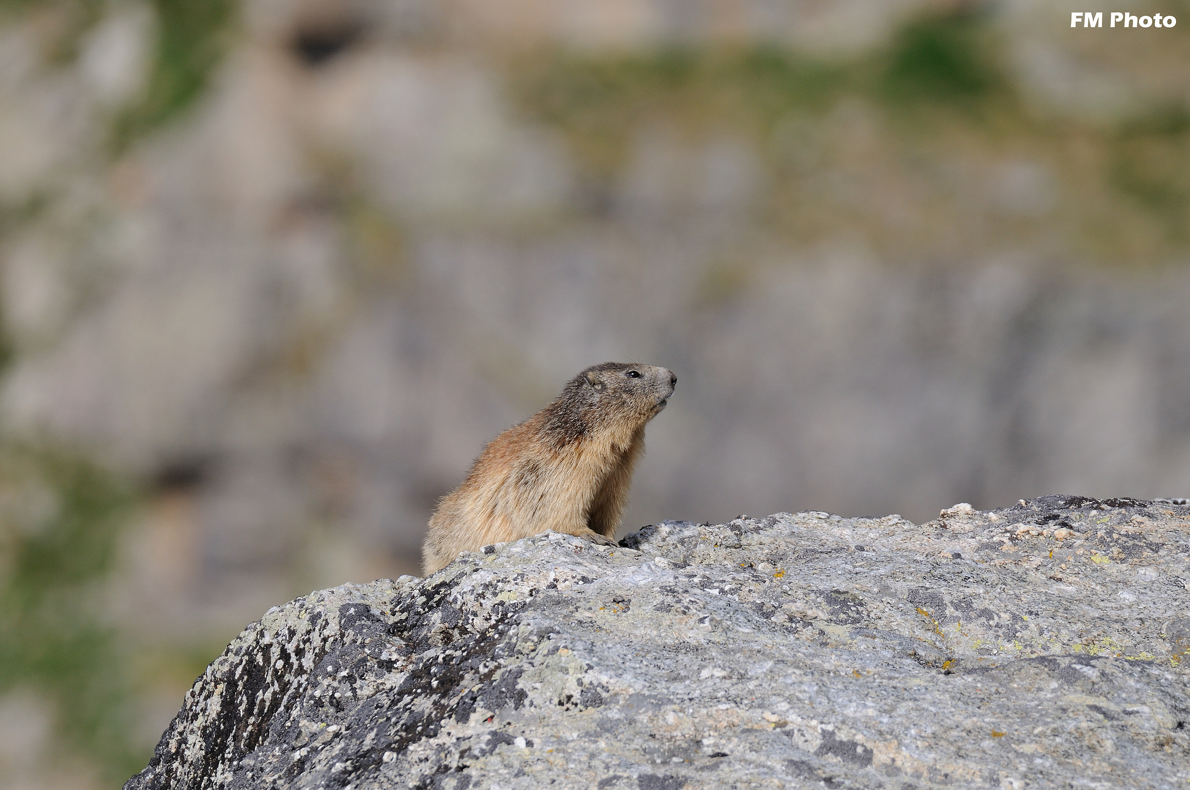 Marmot