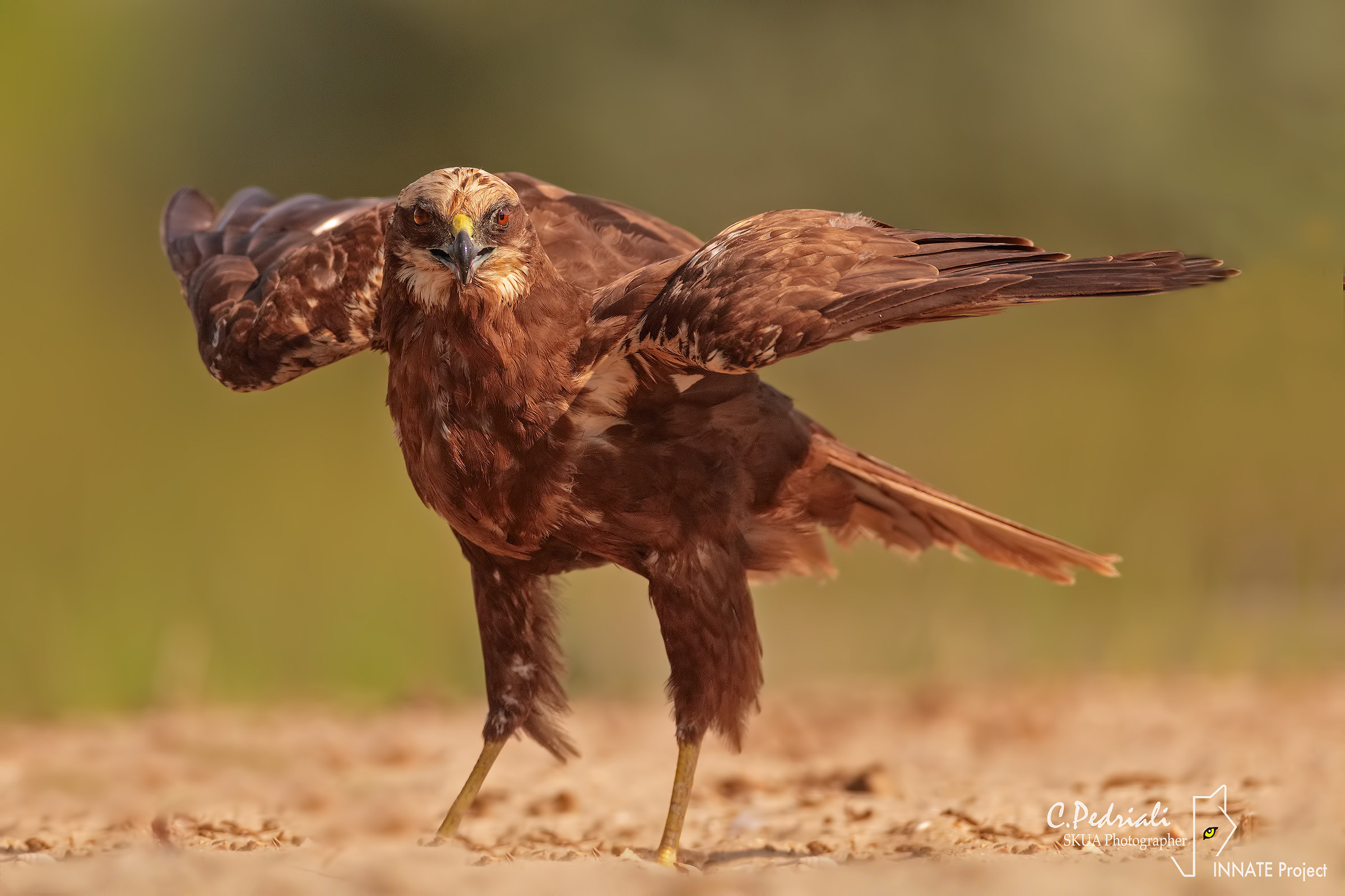 Swamp False f. On landing ...