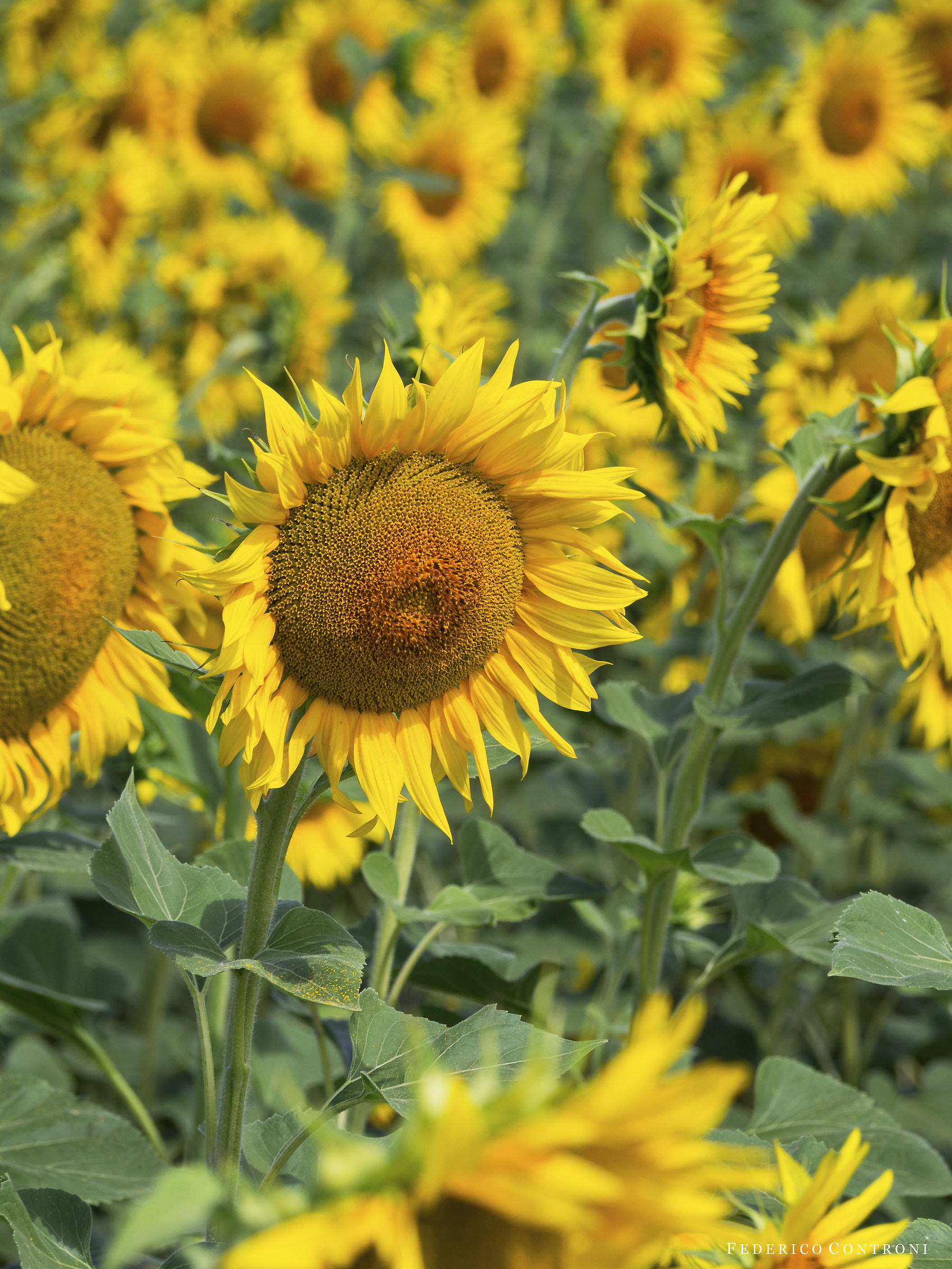 Il girasole prediletto