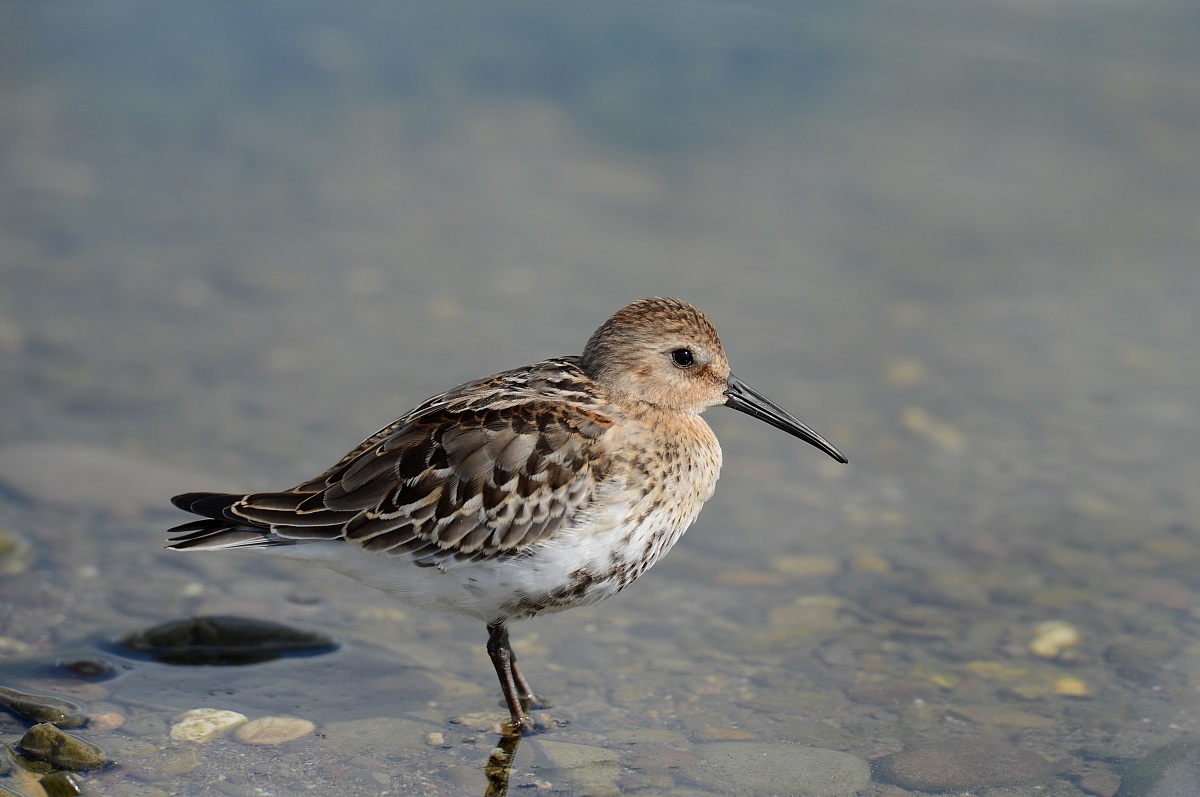 Dunlin