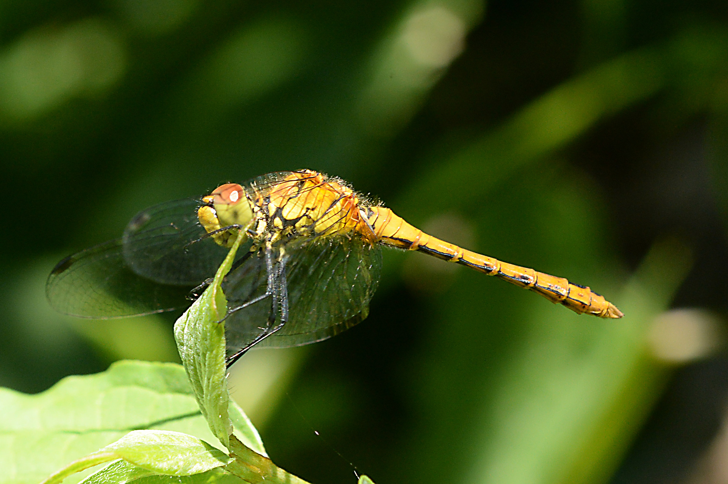 Libellula2