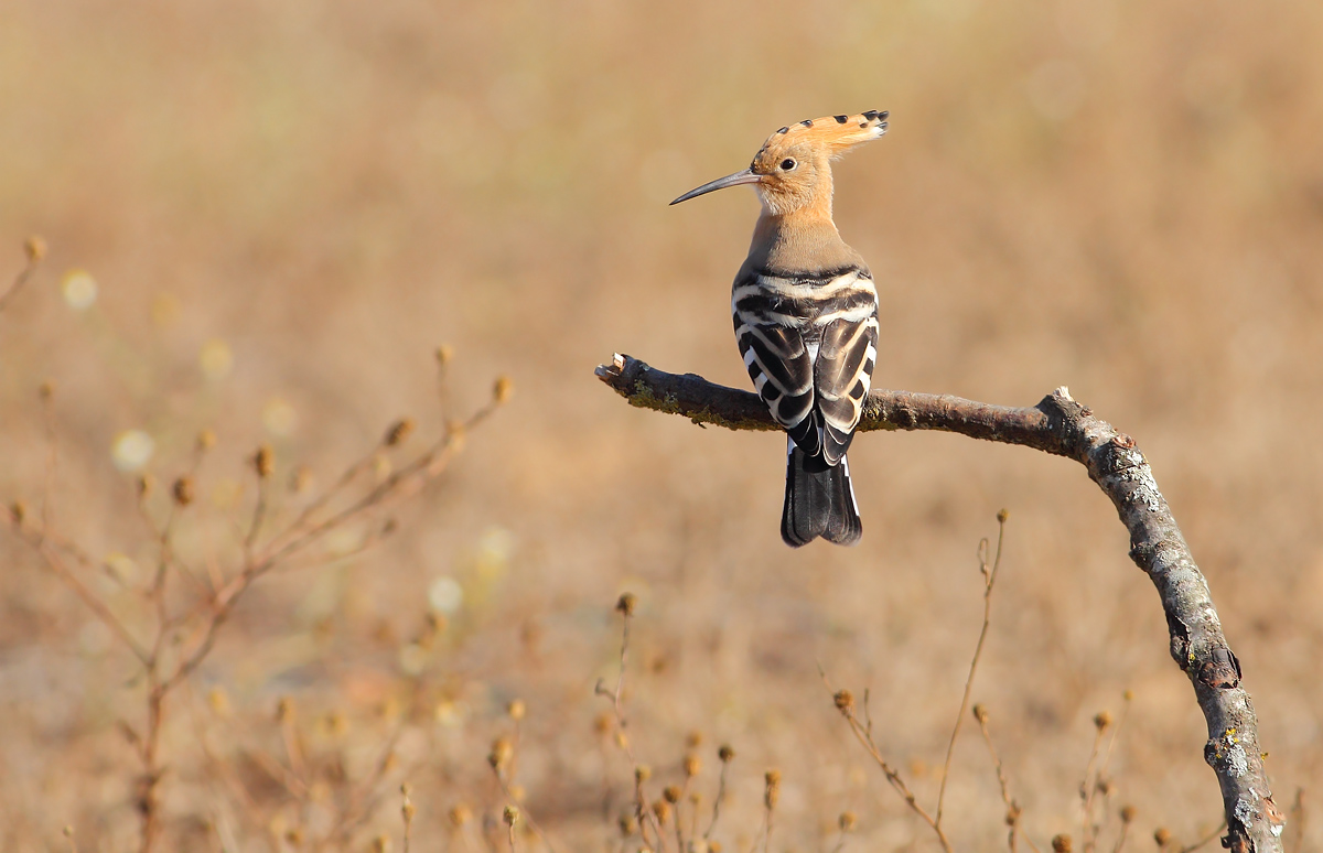 Hoopoe