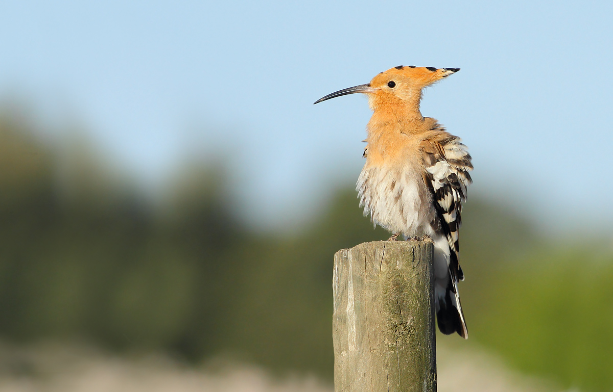 Hoopoe