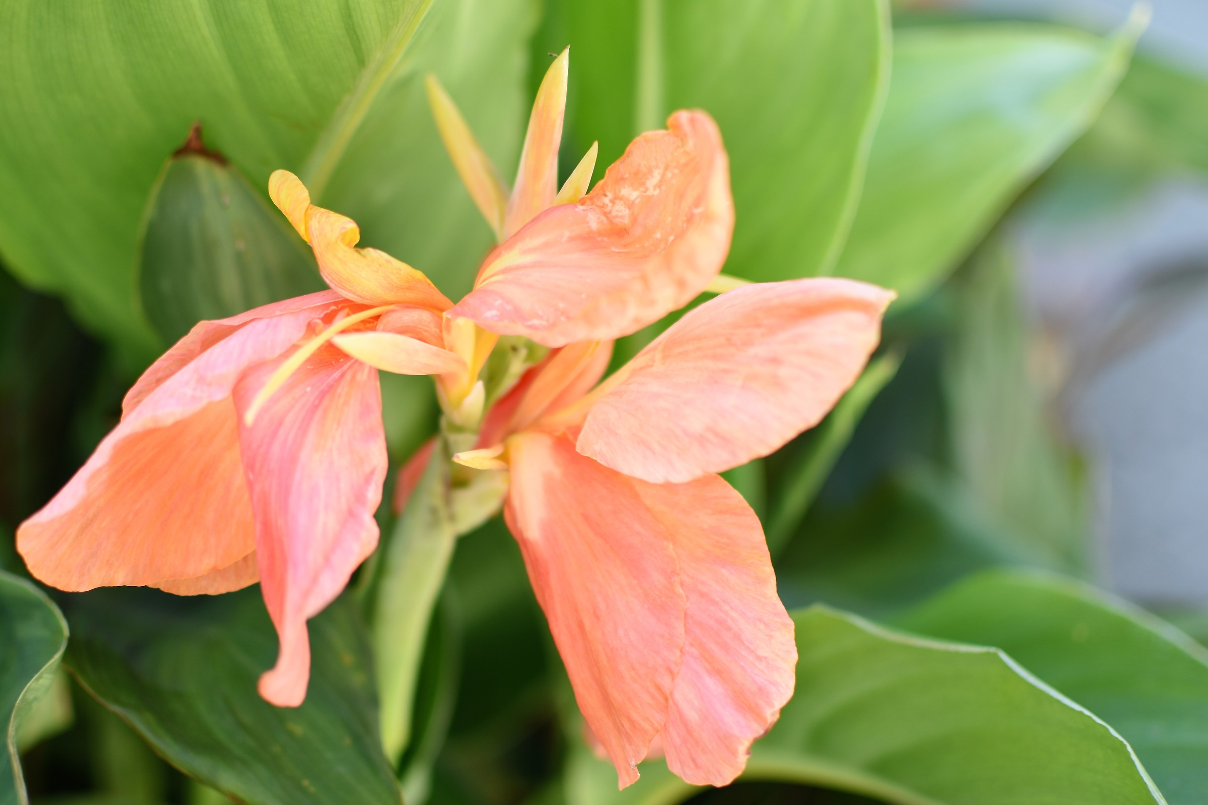 Cancer Flower Indicates