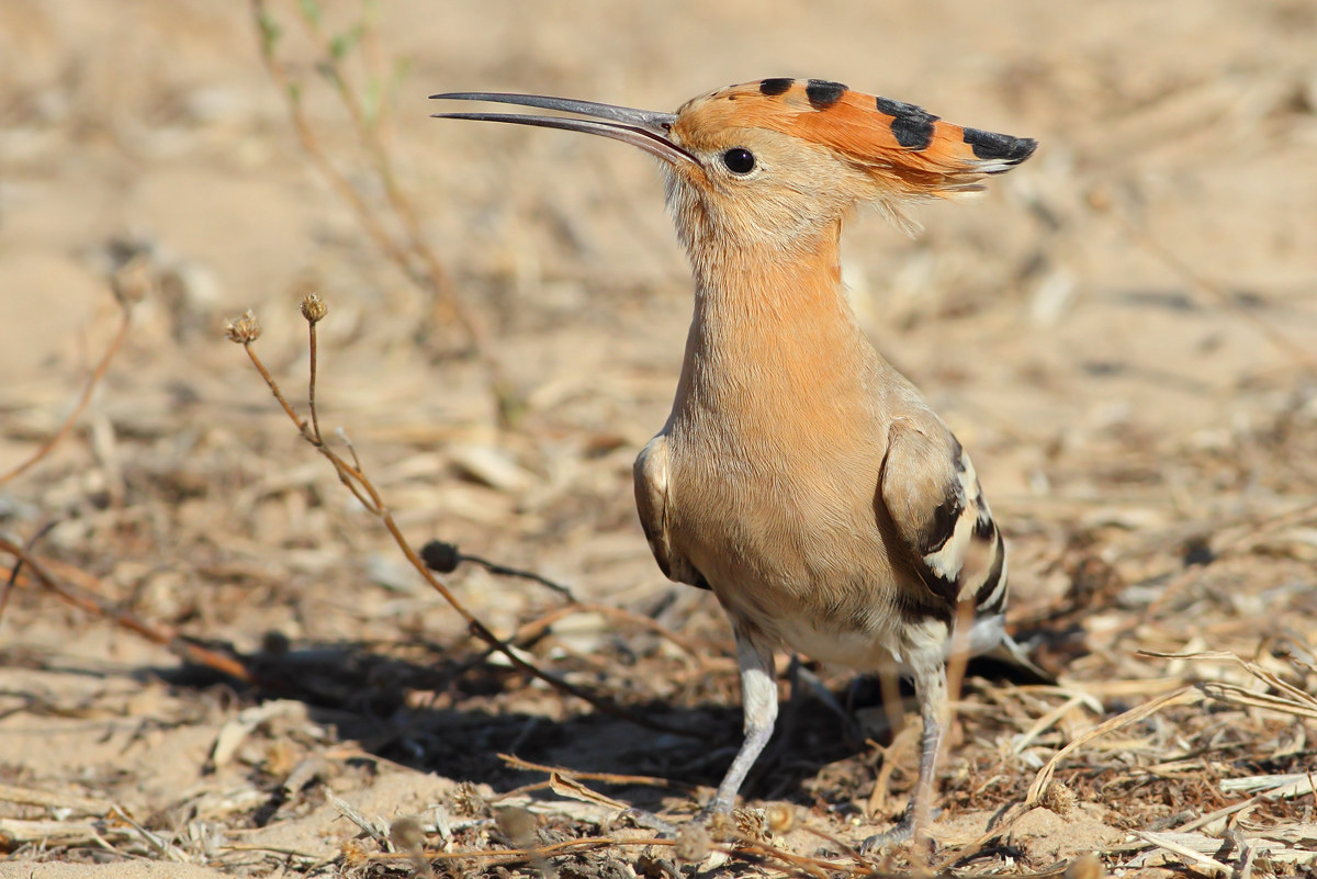 Hoopoe
