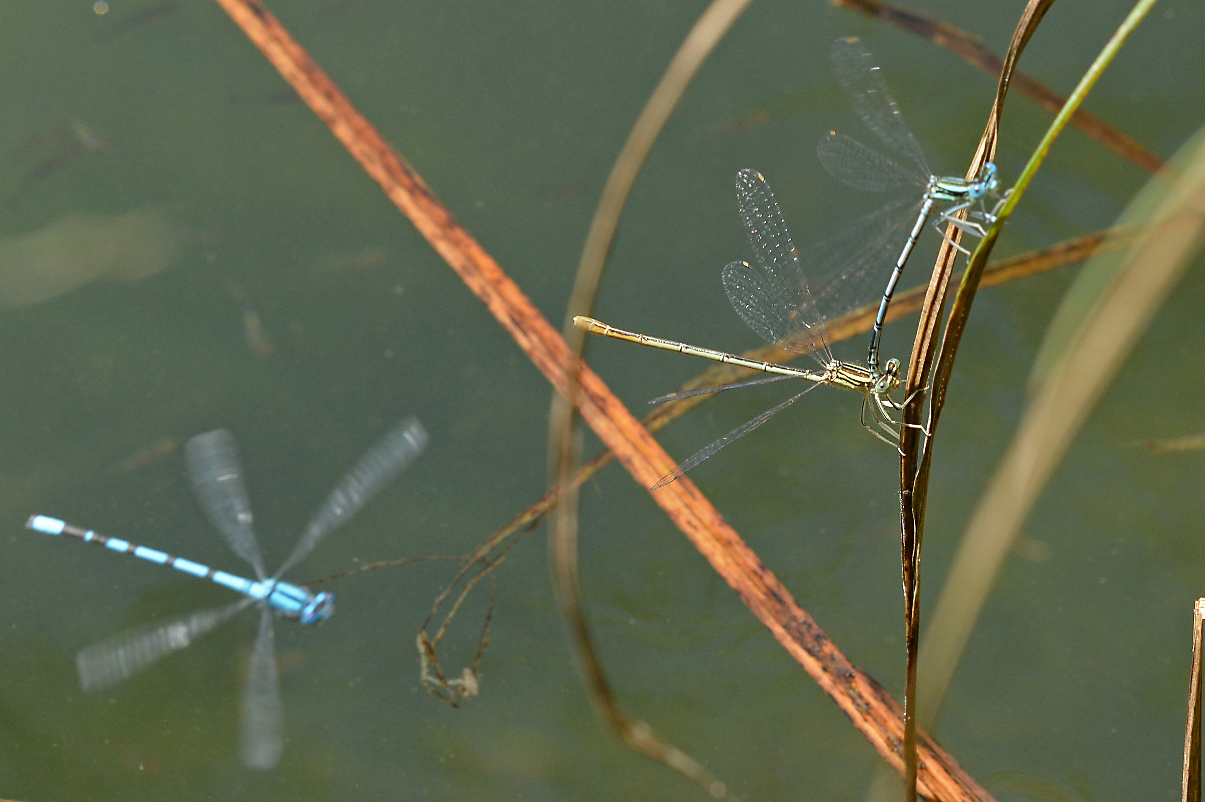 Dopo l'amore con guardone imperterrito