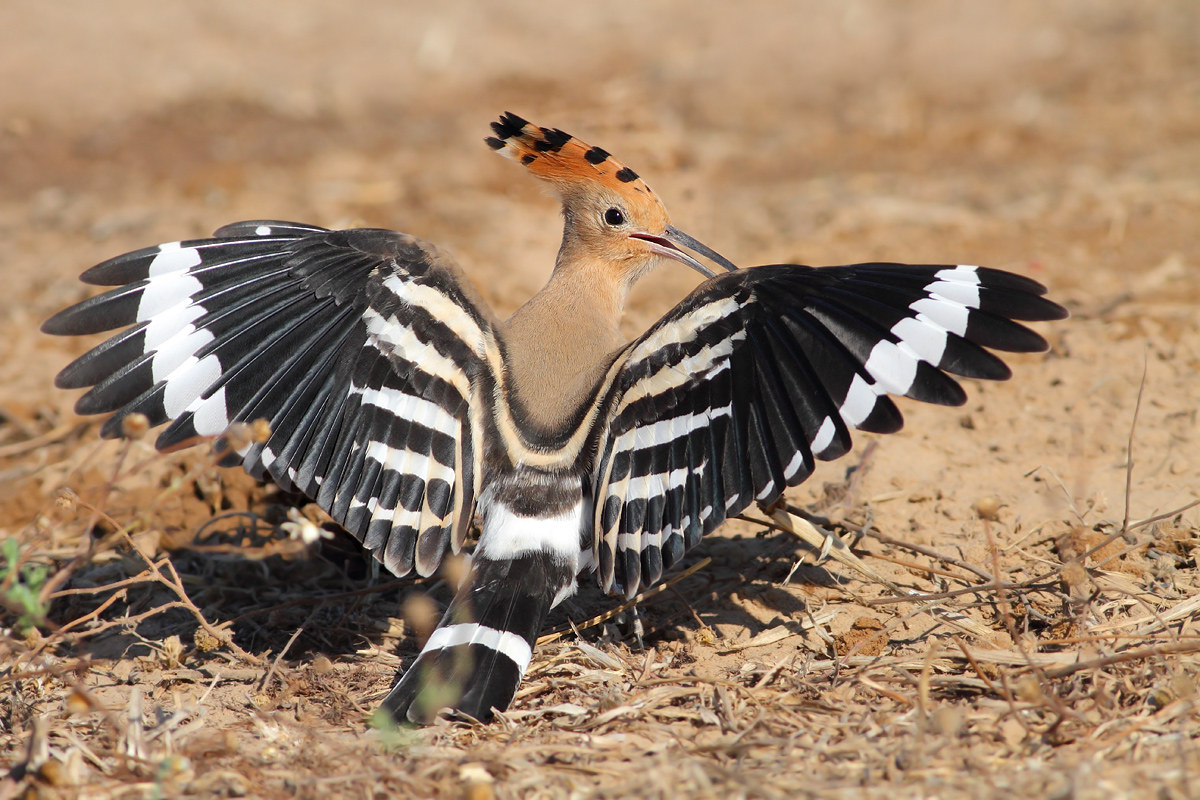 Hoopoe