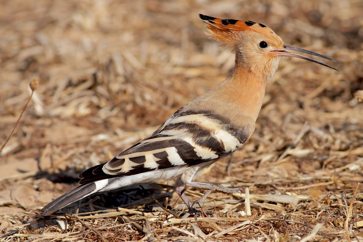 Hoopoe