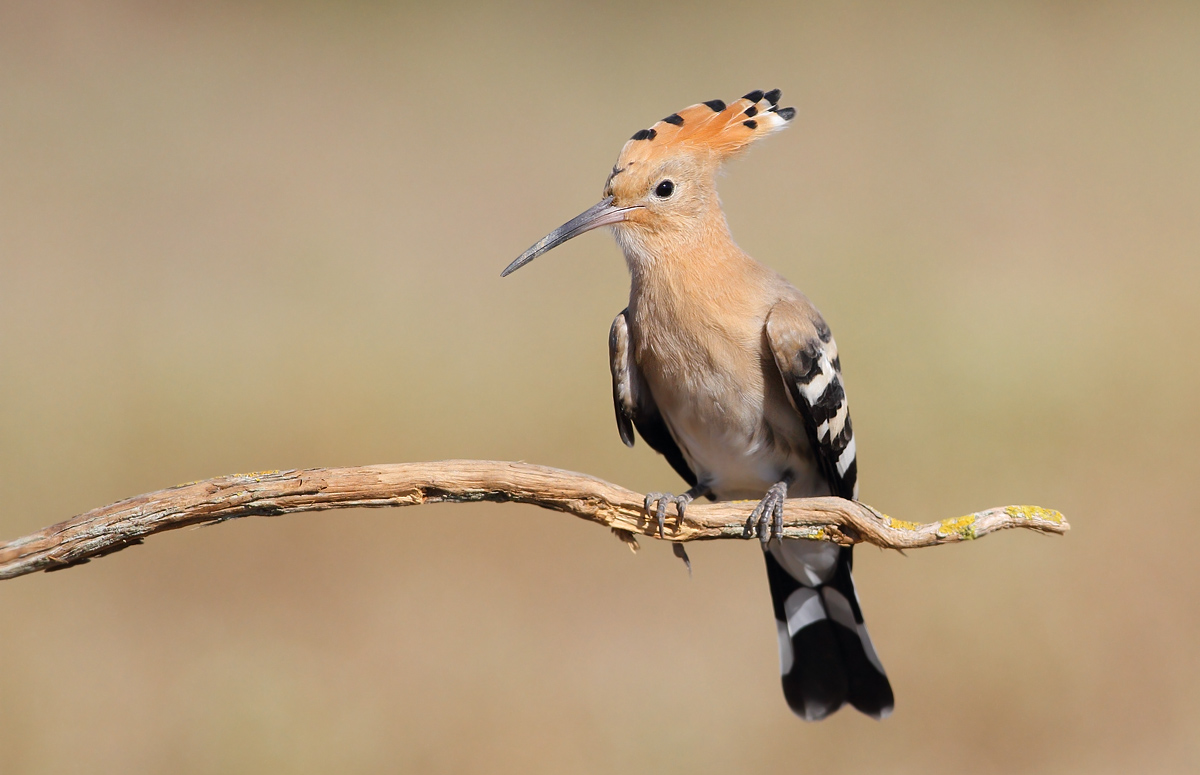 Hoopoe