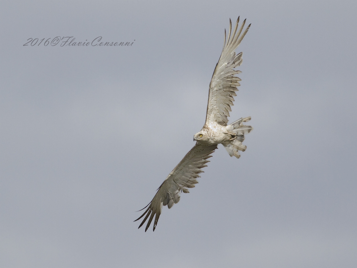 Il Biancone in caccia