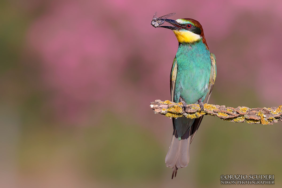 Merops apiaster
