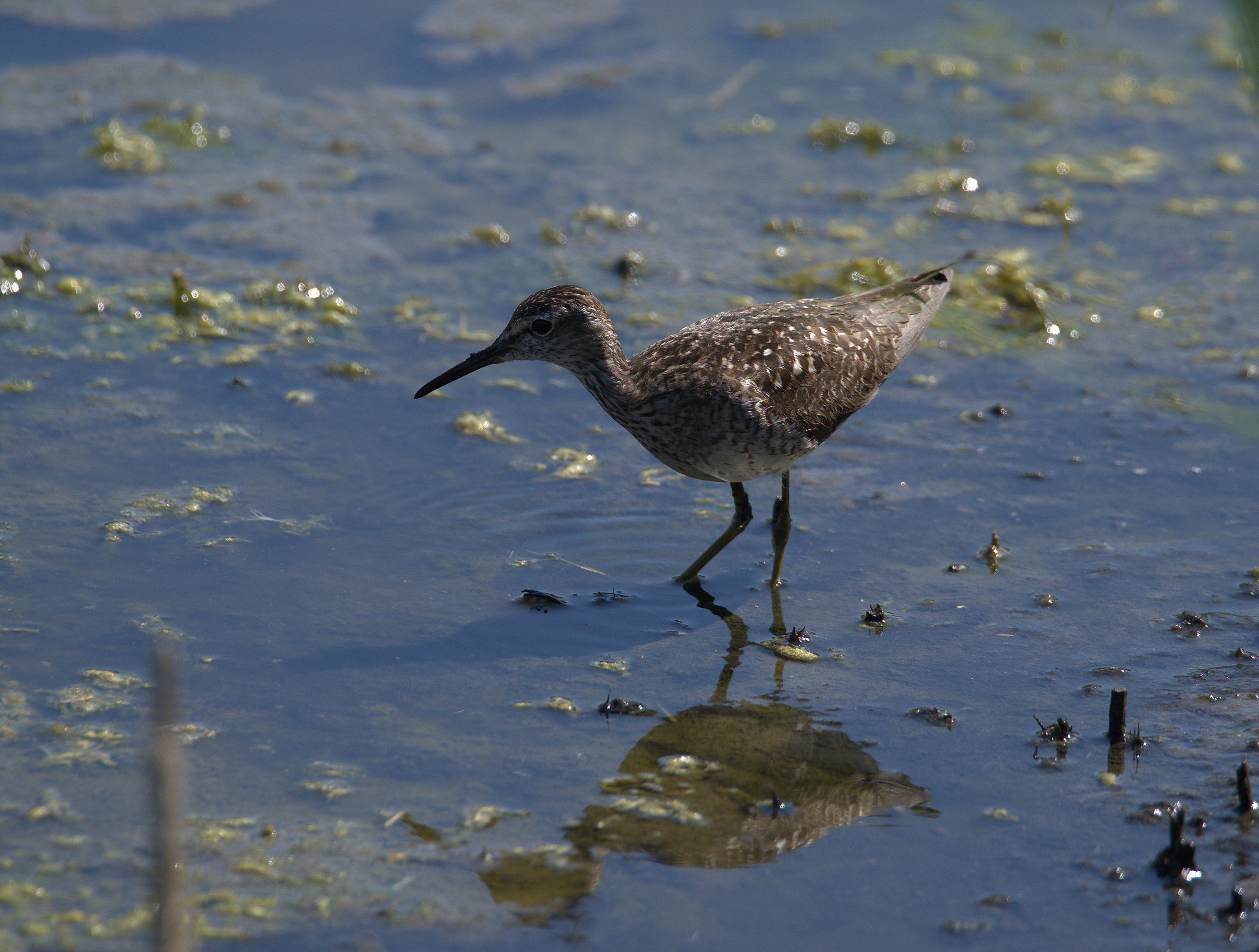 Pyro piro boschereccio