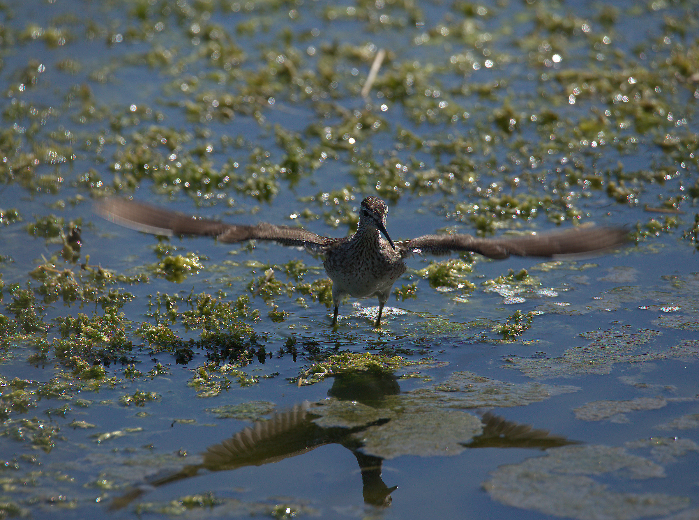 Pyro piro boschereccio
