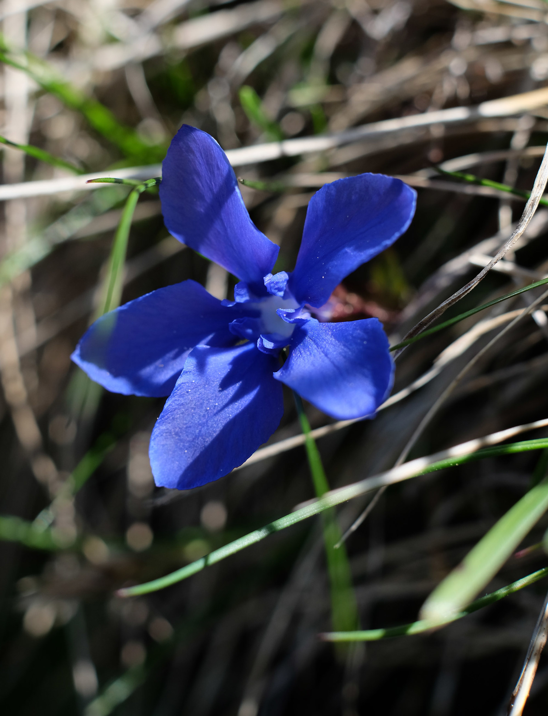 Genzianella minore