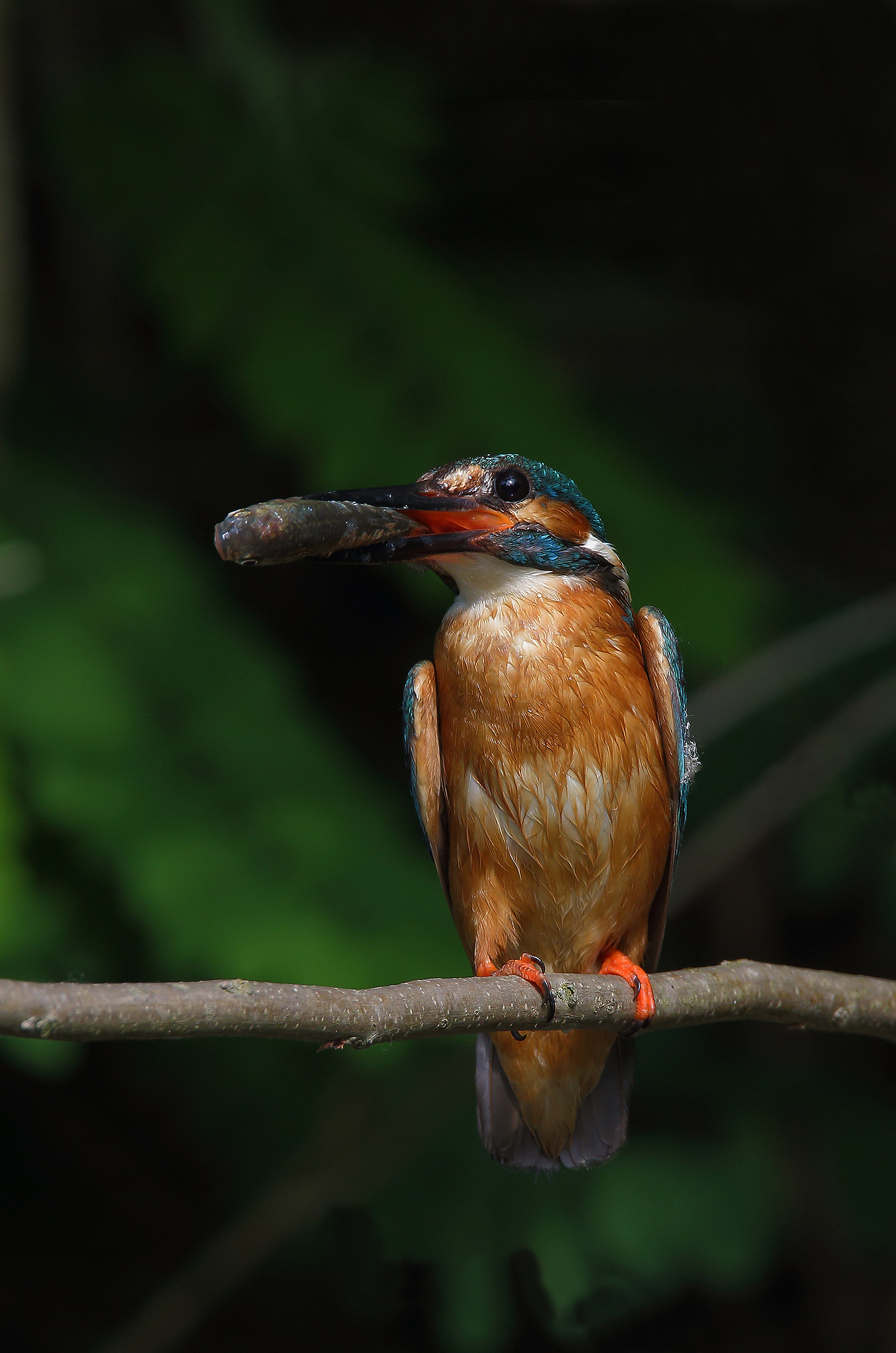 The meal for the offspring