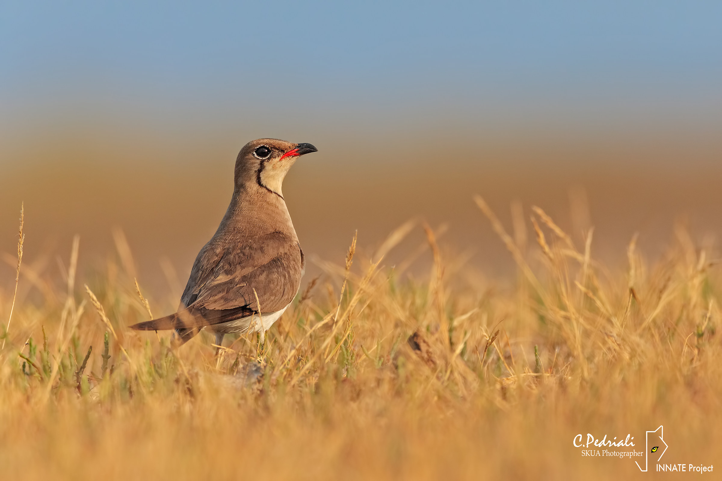 Sunset and Sea Pernice ..