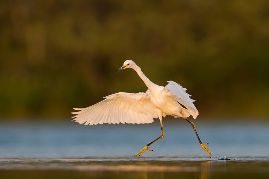 Snowy Egret